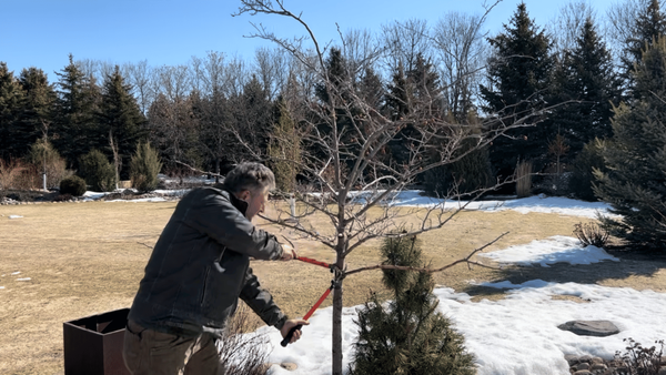 Removing A Girdled Branch From Hawthorn
