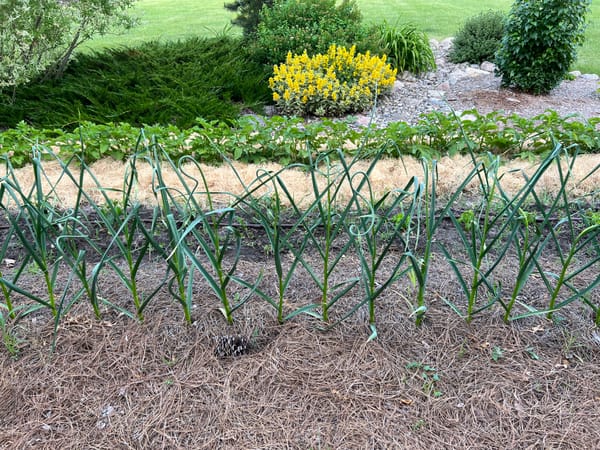 Garlic With Pine Straw Mulch
