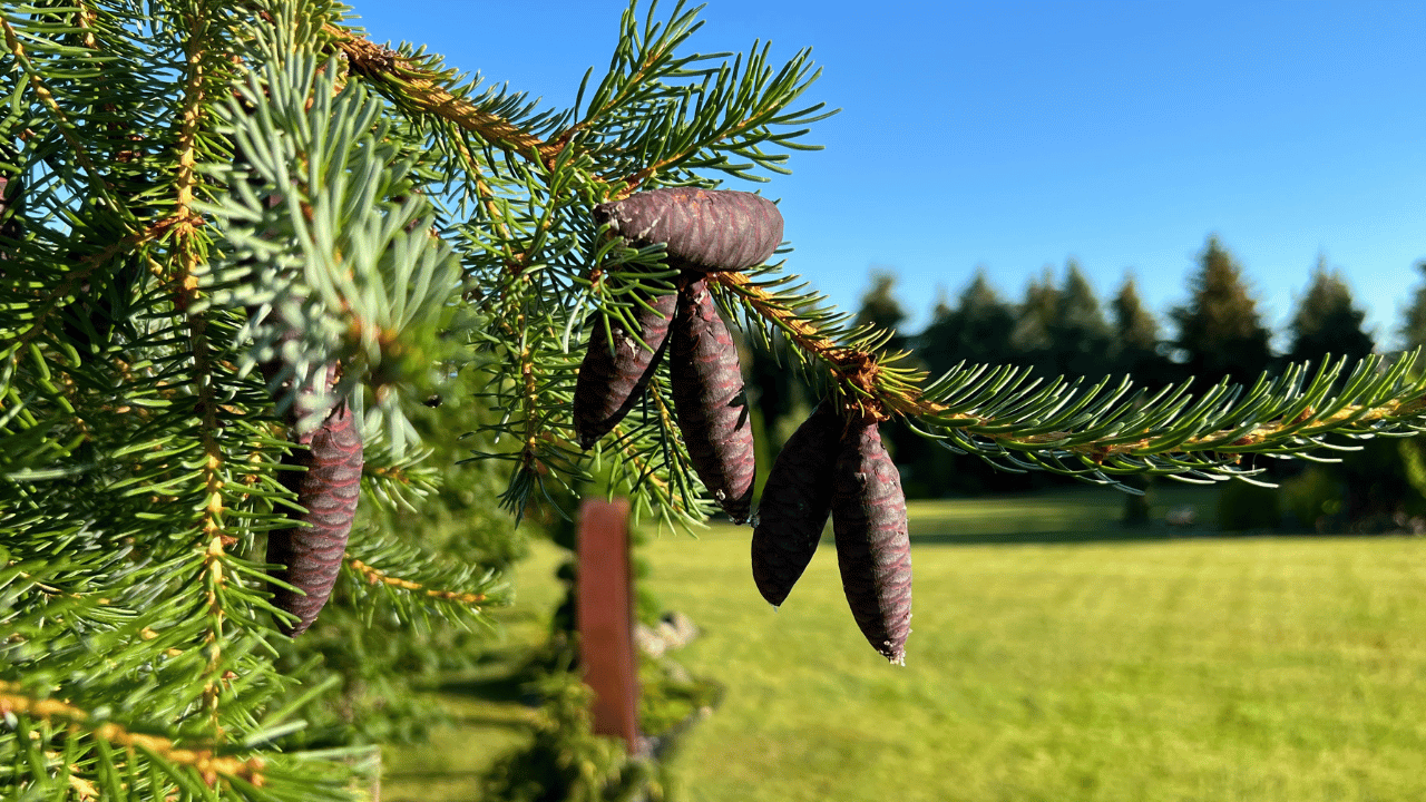 Serbian Spruce | A Must Have For Your Gardens