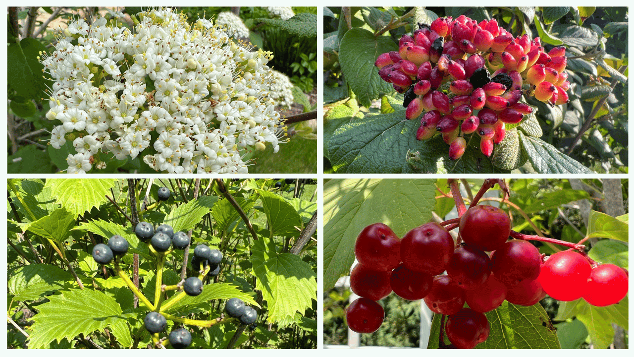 Various Flowers And Fruits Of Viburnums
