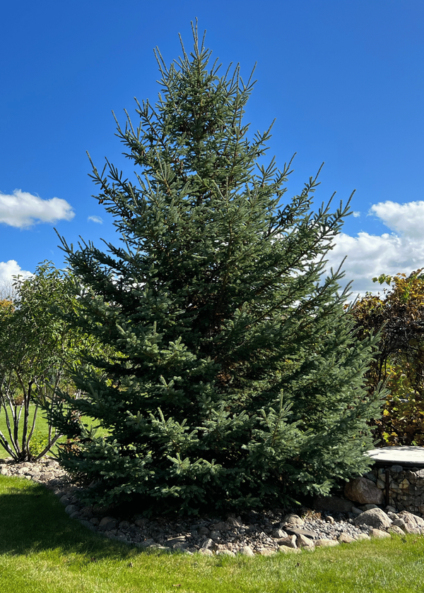 Black Hills Spruce Approximately 15 Years Old