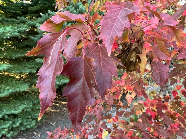 Flame Amur Maple Fall Color