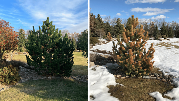 Winter Burn On Oregon Select Austrian Pine