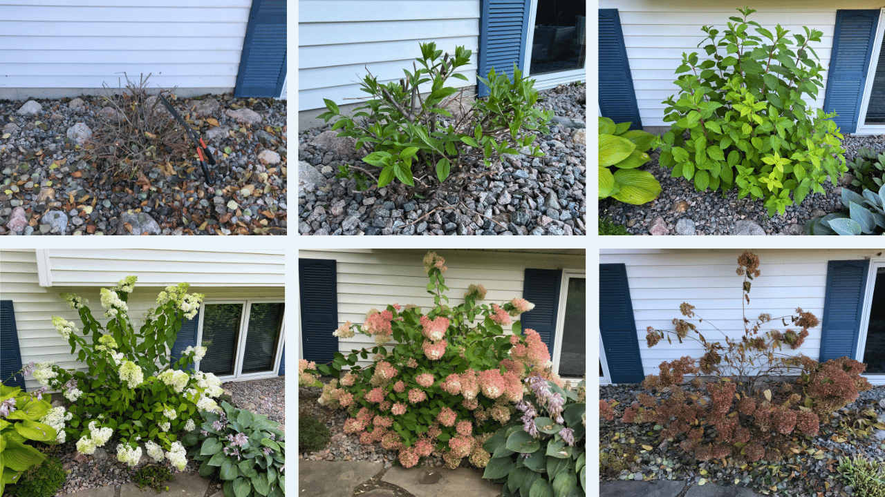 Little Lamb Hydrangea Growth Stages After Rejuvenation Pruning