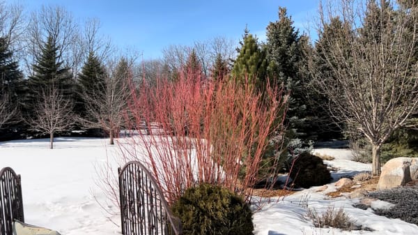 Cardinal Dogwood Winter Color