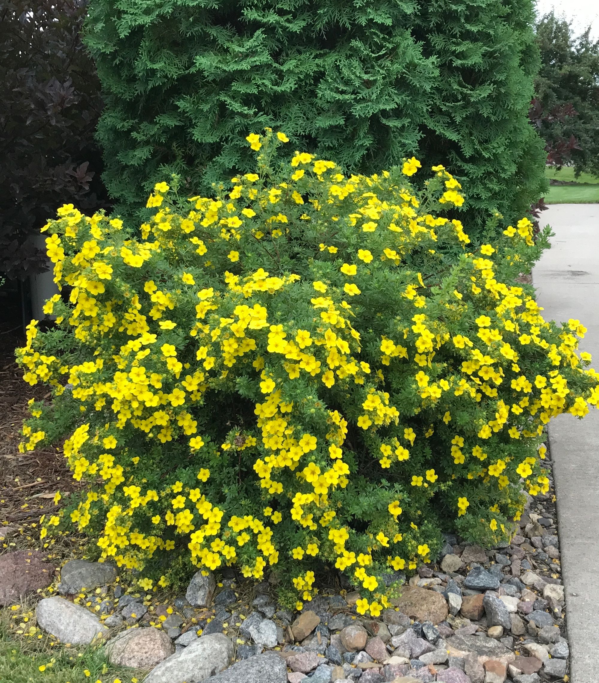 Potentilla Shrub Pruning Spring Maintenance For A Beautiful Landscape