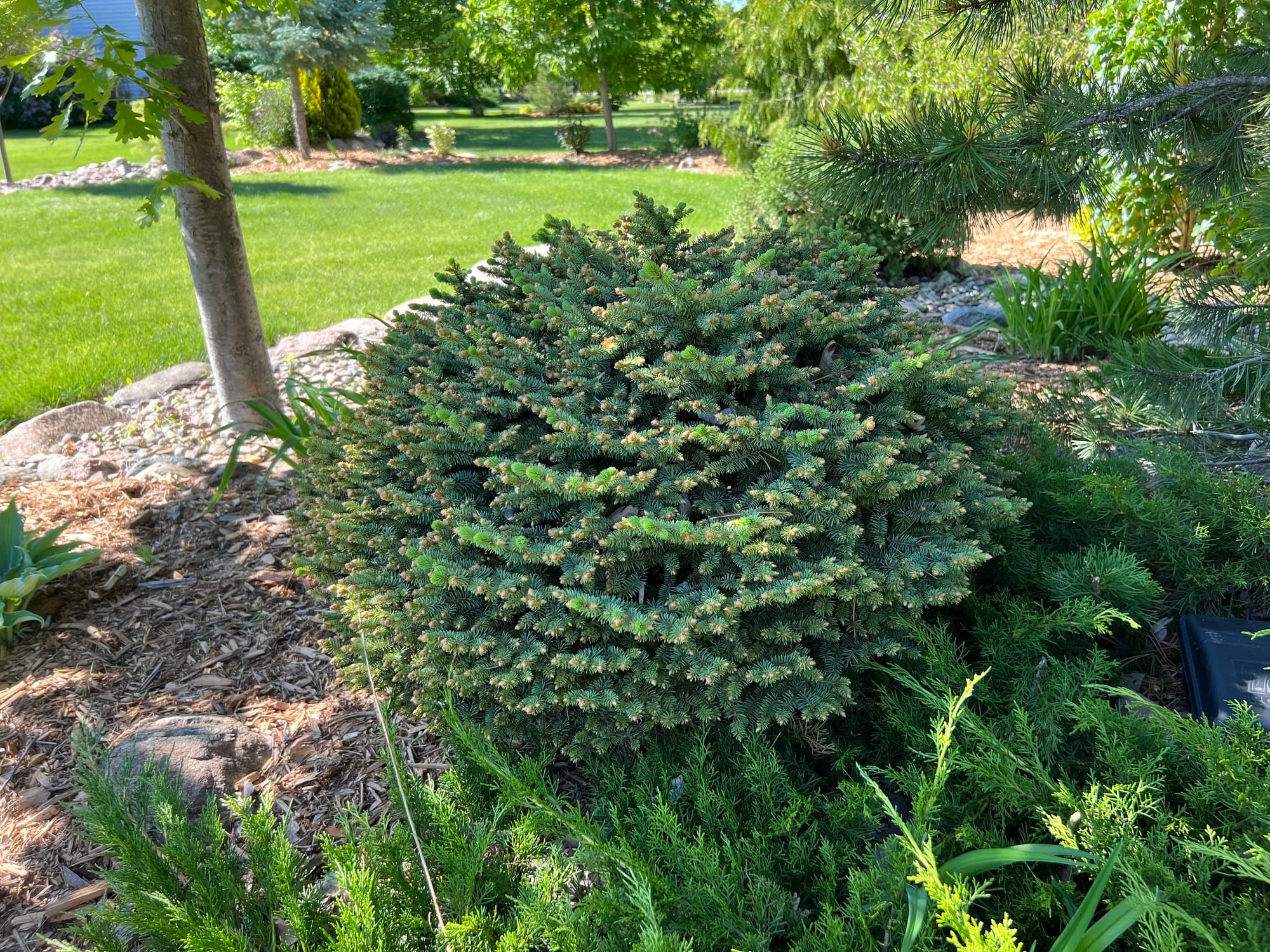 Round About Colorado Spruce