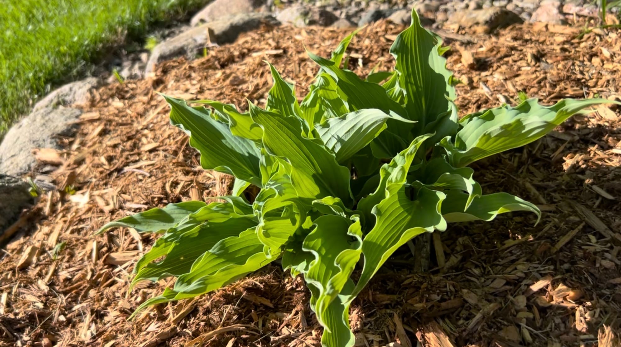 Waterslide Hosta