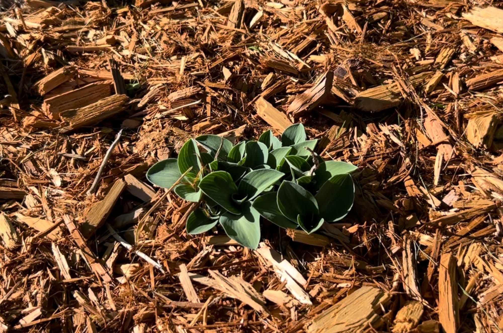 Blue Mouse Ears Hosta