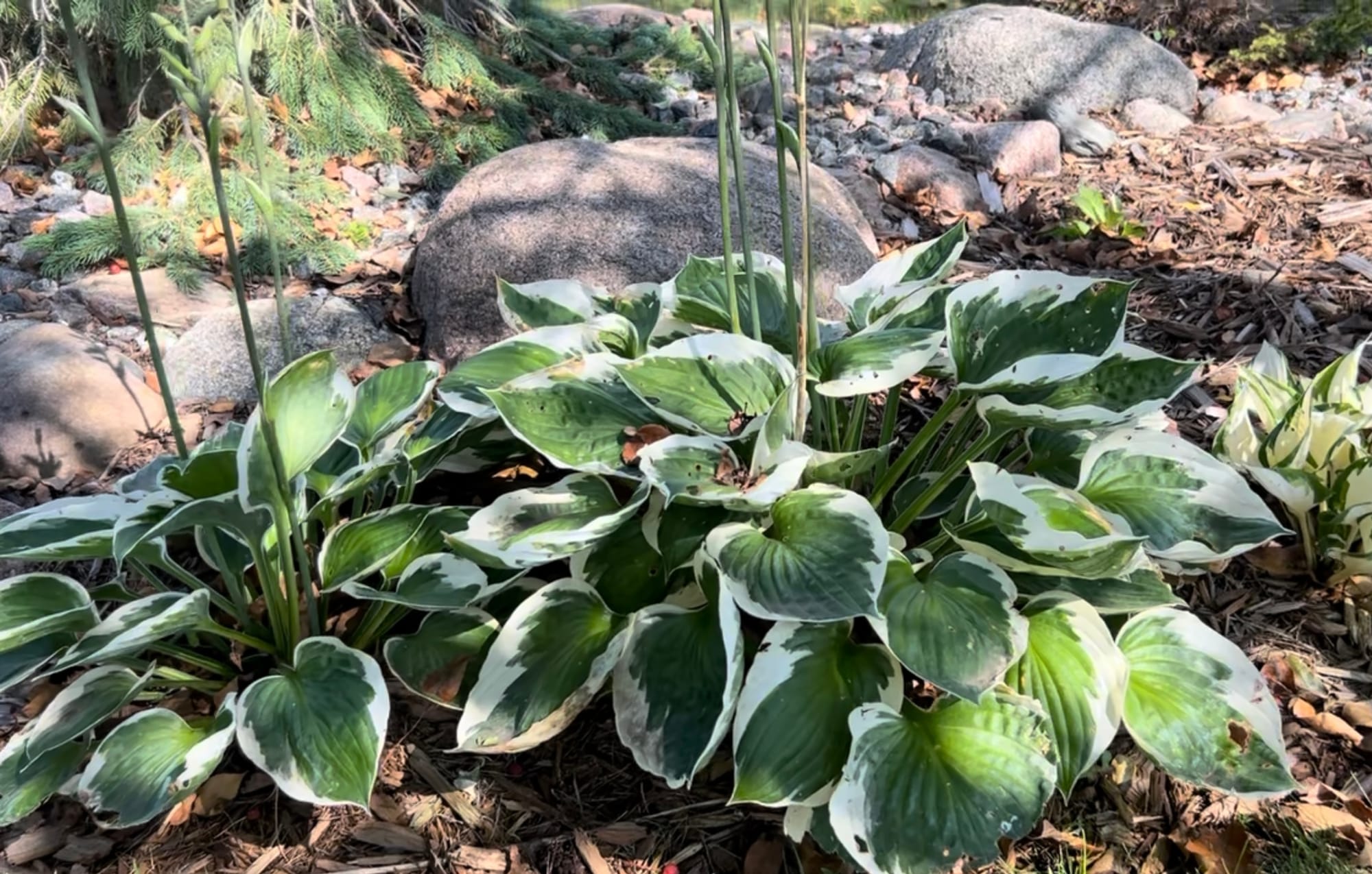 Patriot Hosta