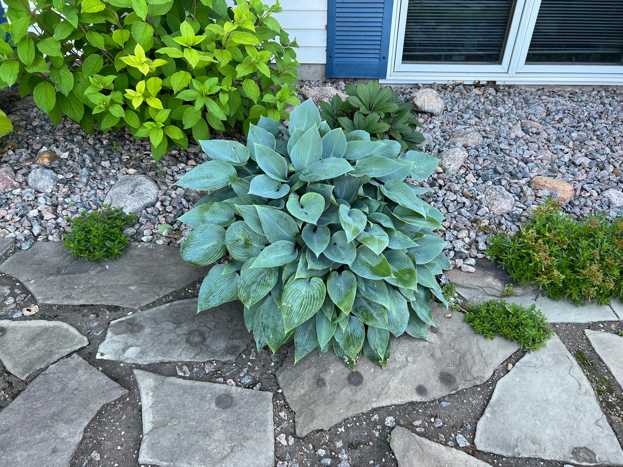 Blue Angel Hosta