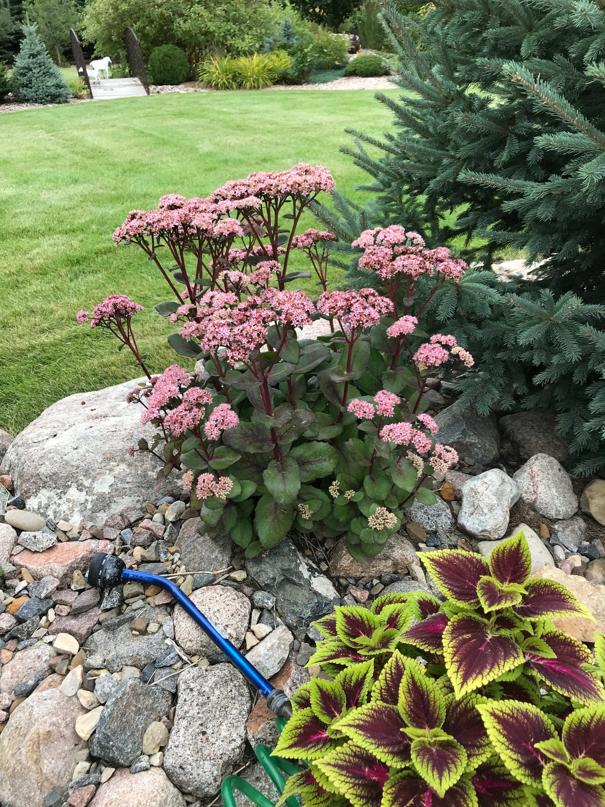 Matrona Sedum, Sedum ‘Matrona’