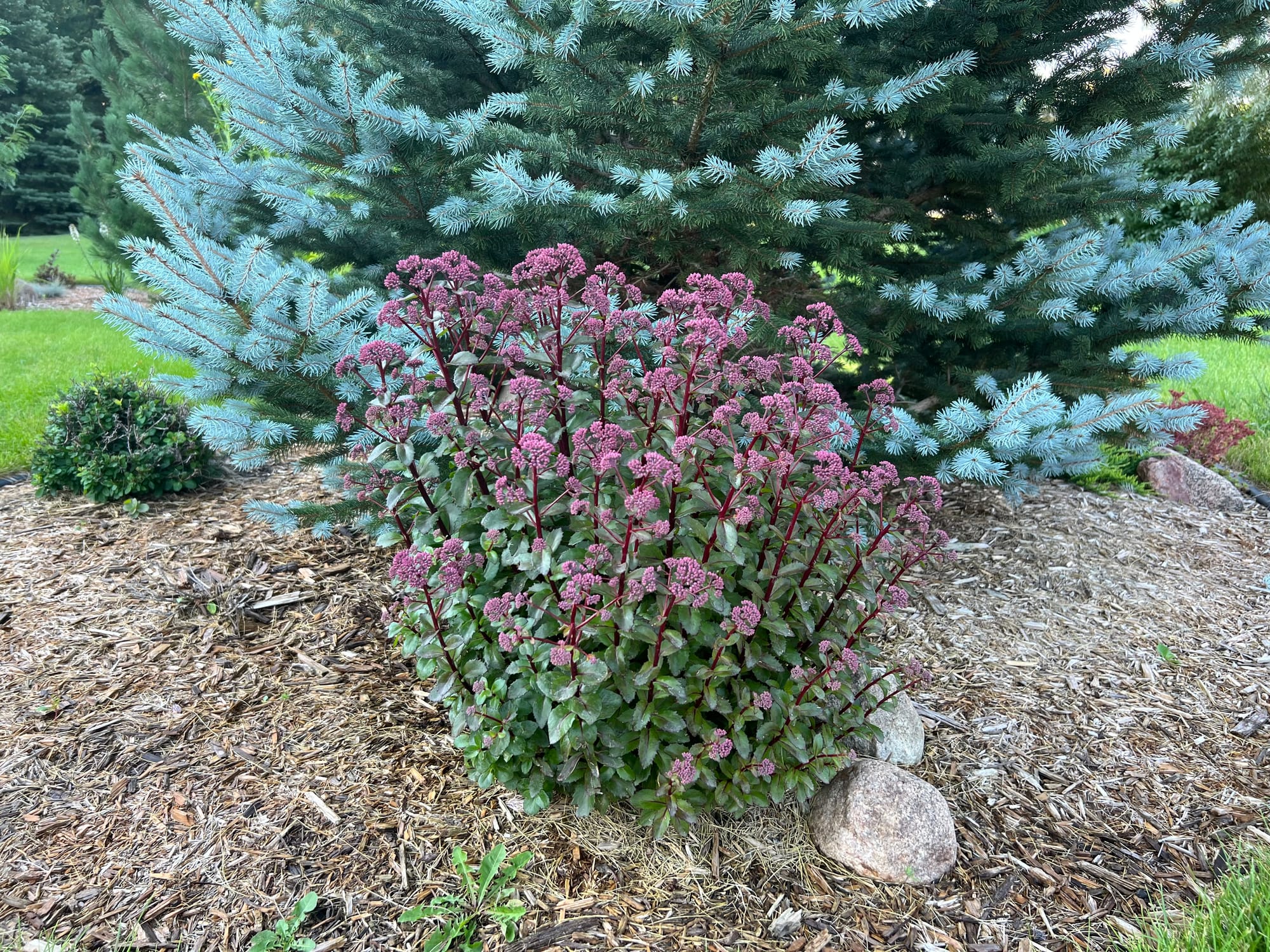 Double Martini Sedum, Sedum ‘TNSEDDM’