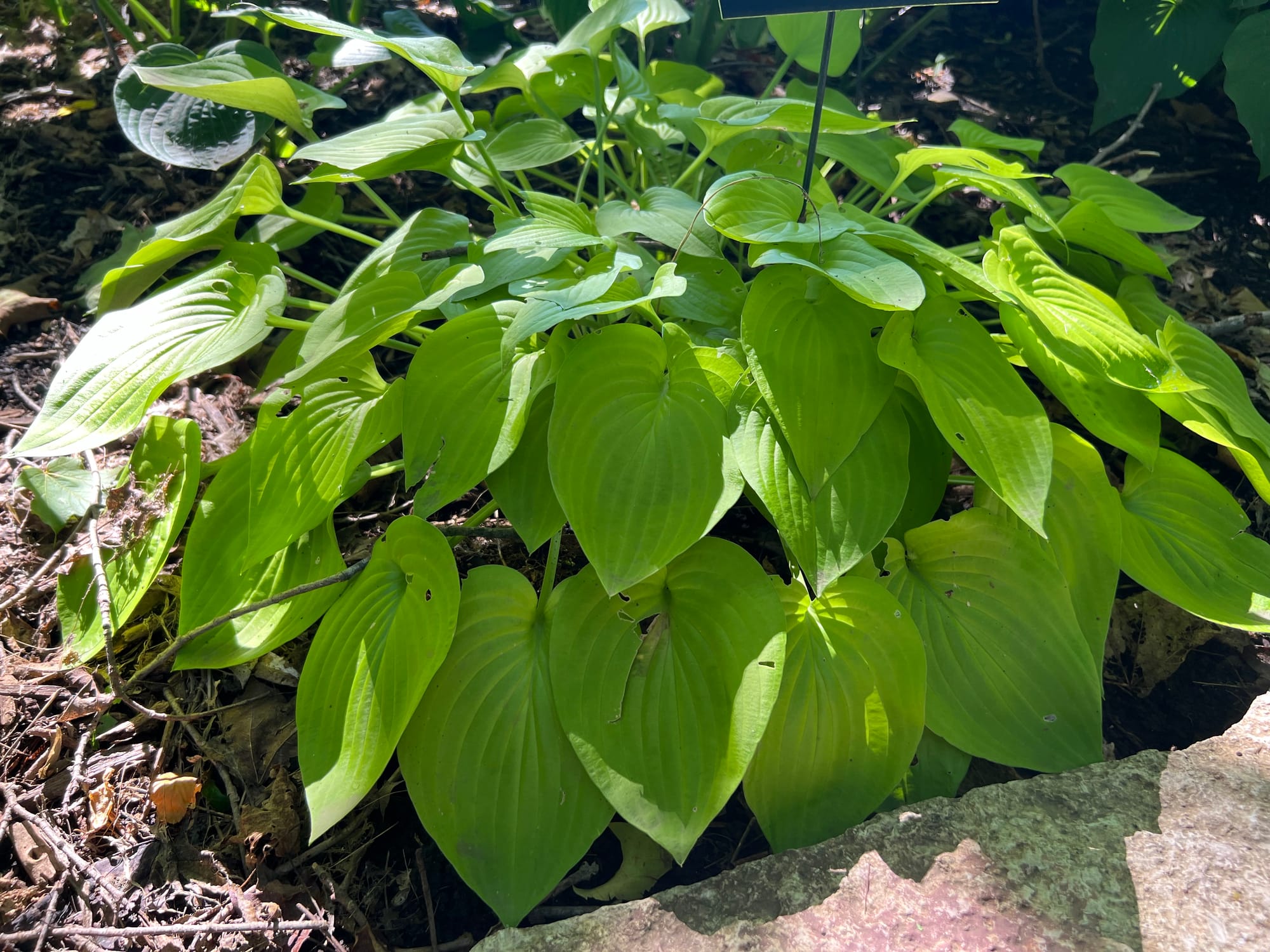 Gold Edger Hosta