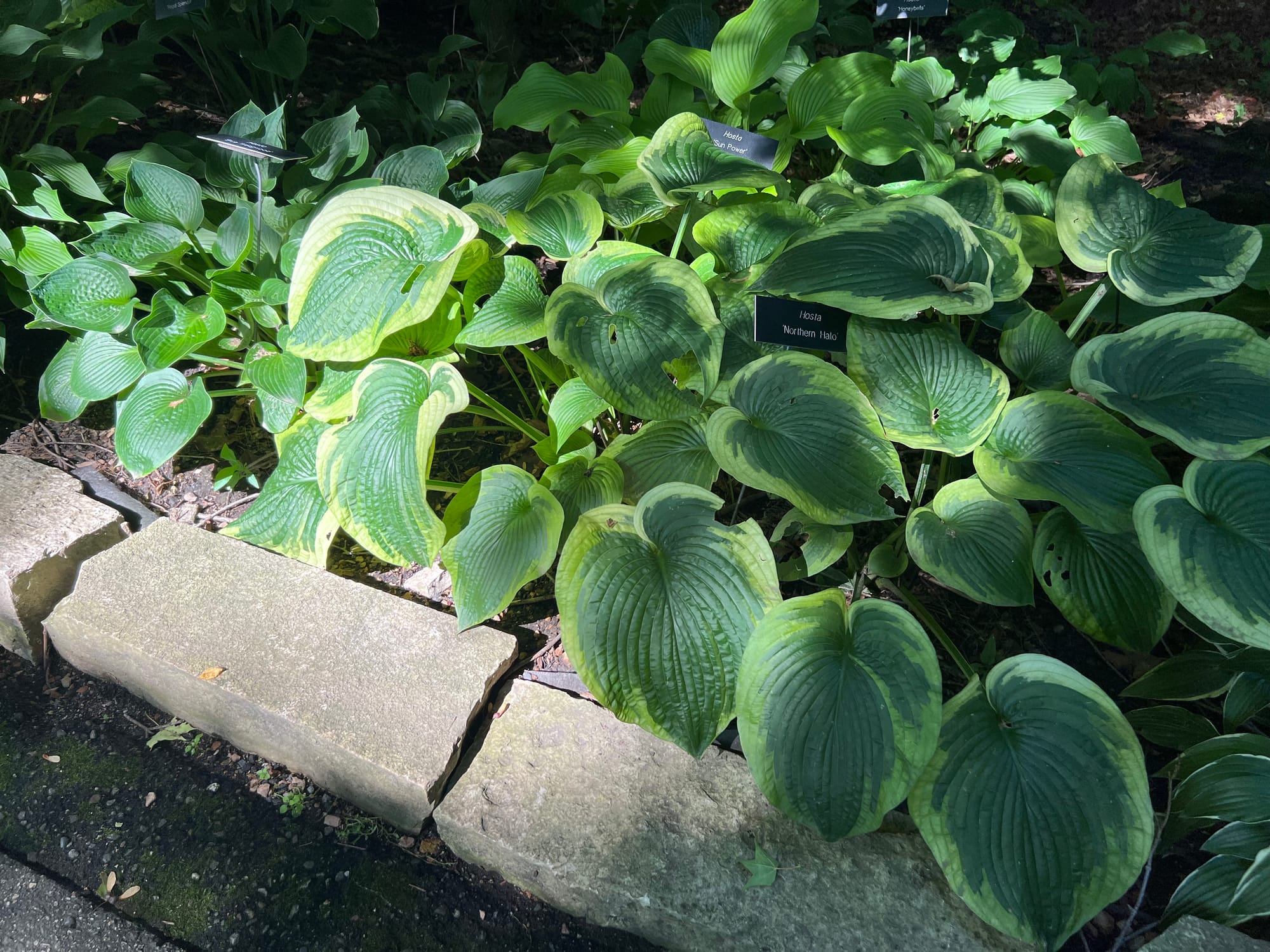 Northern Halo Hosta