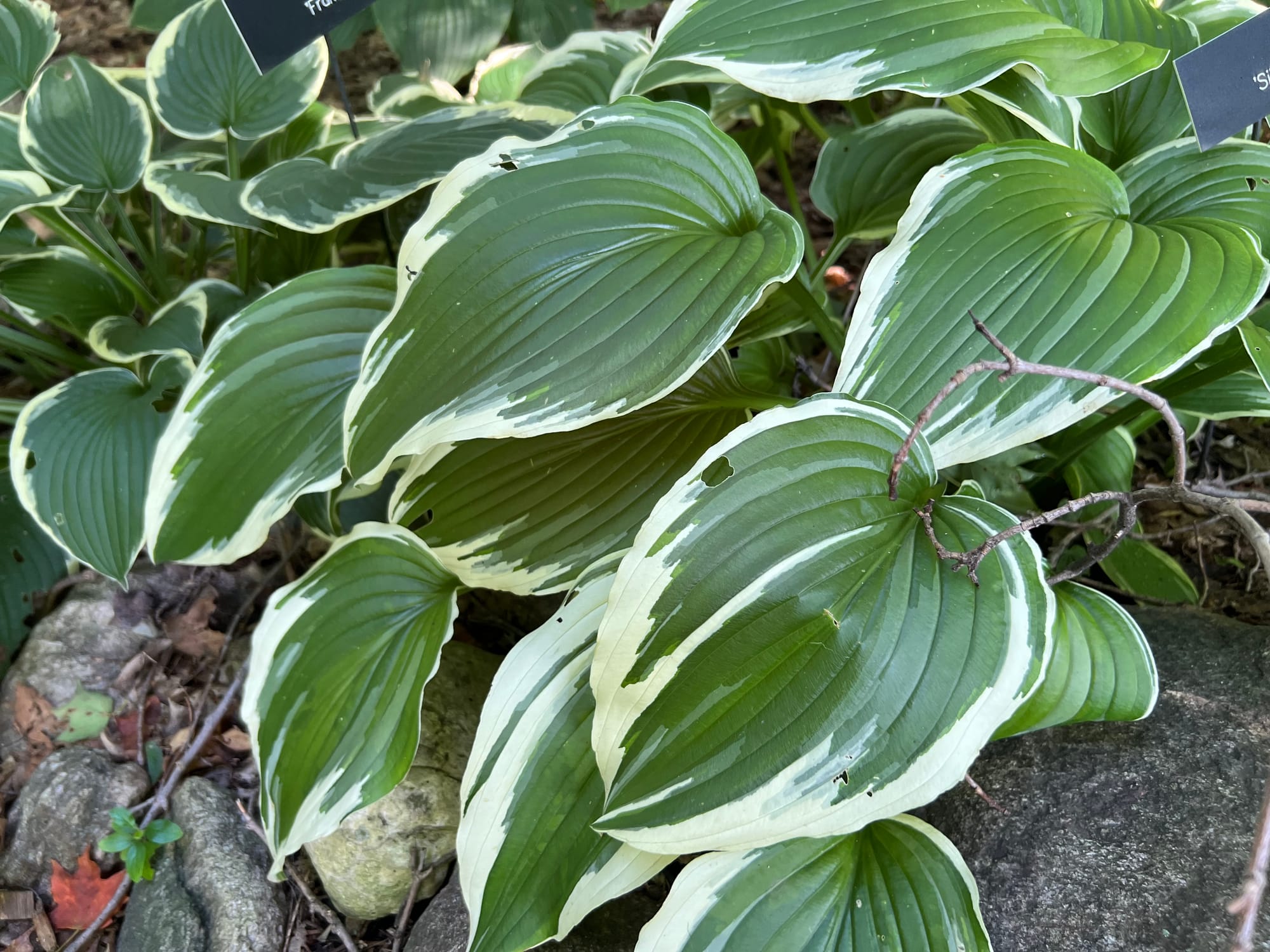 Silver Crown Hosta