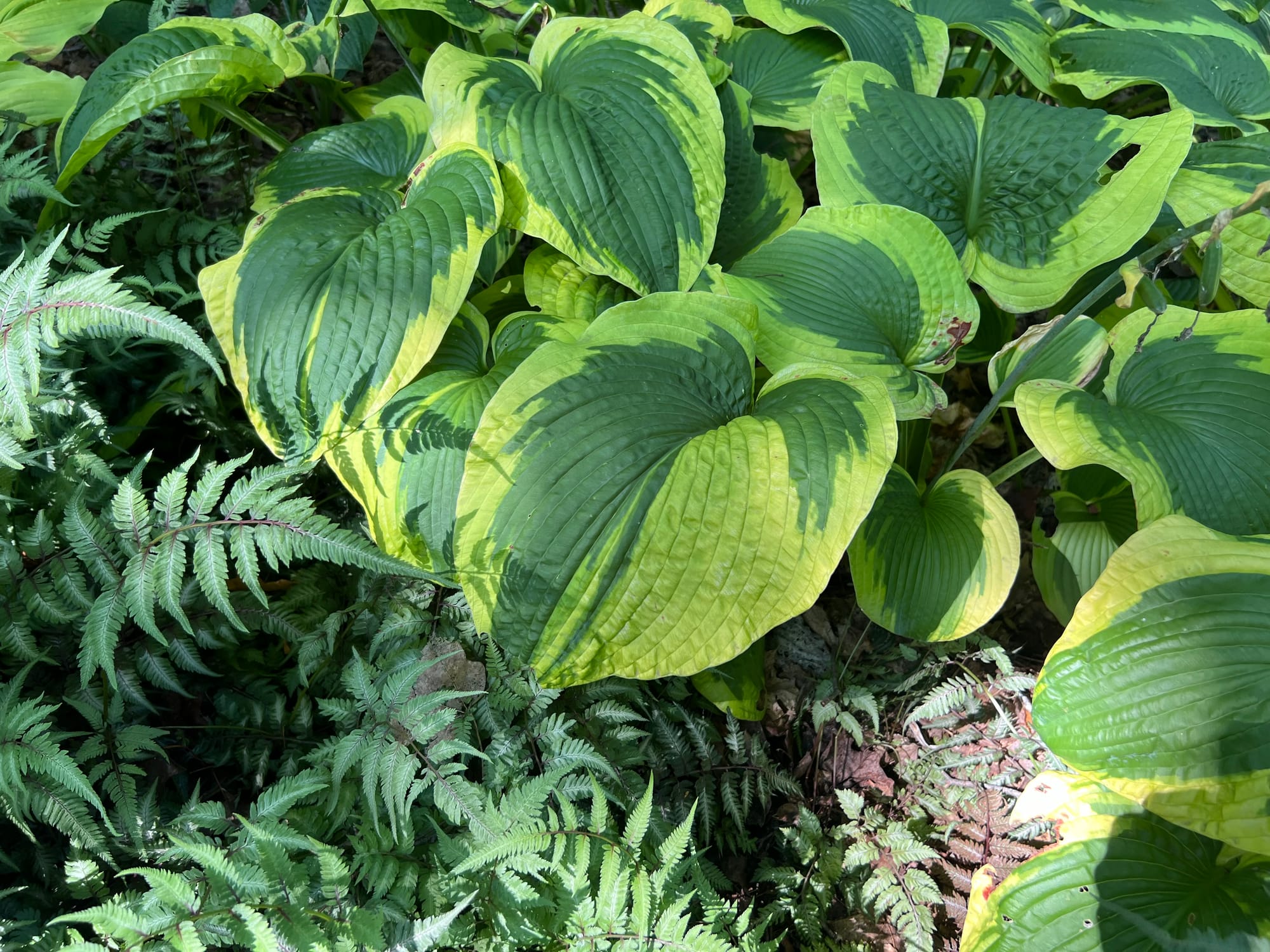 Frances Williams Hosta