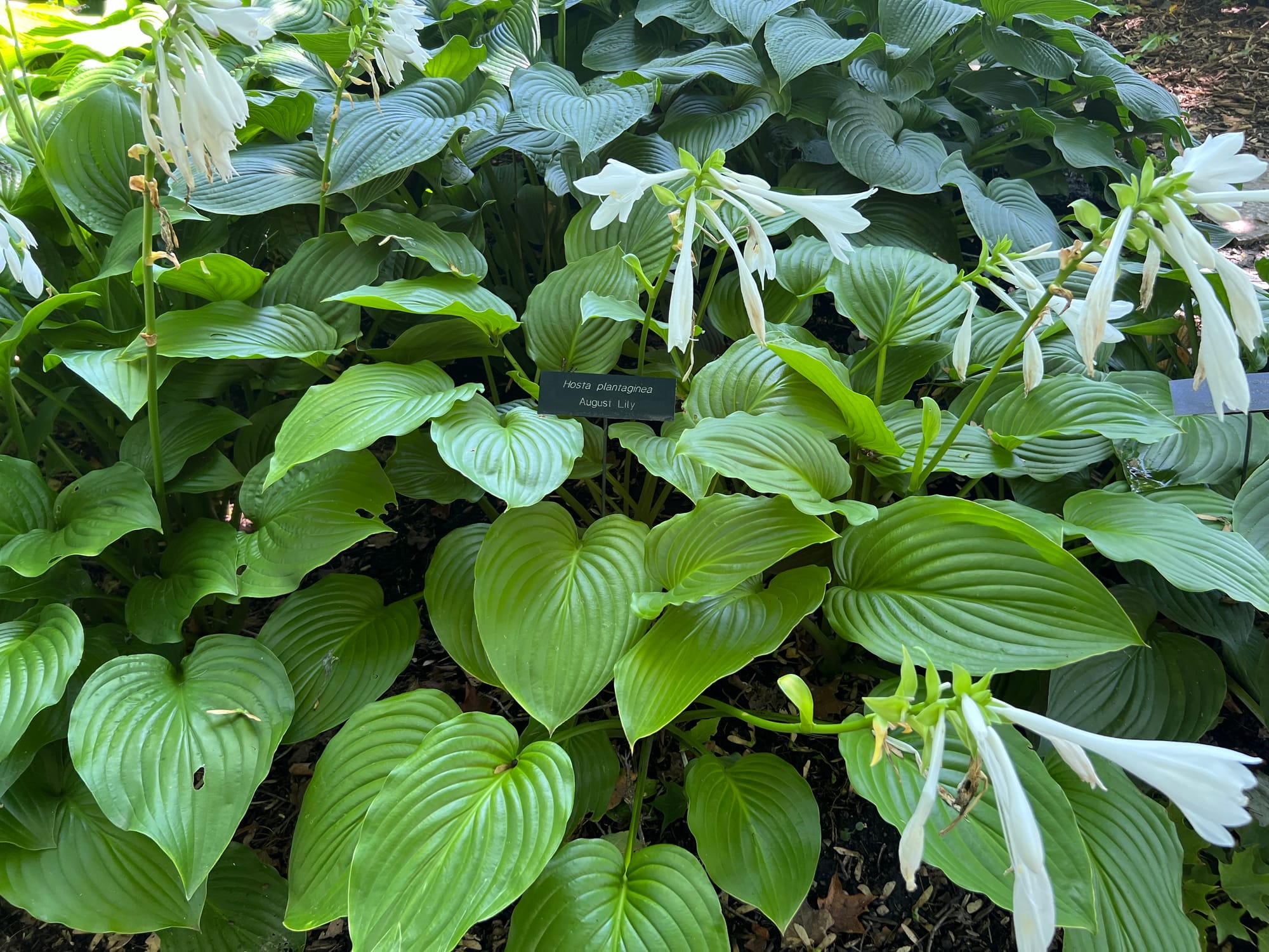 August Lily Hosta