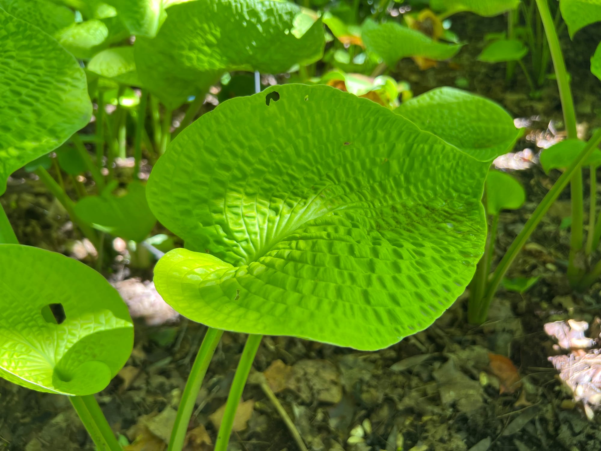 Midas Touch Hosta