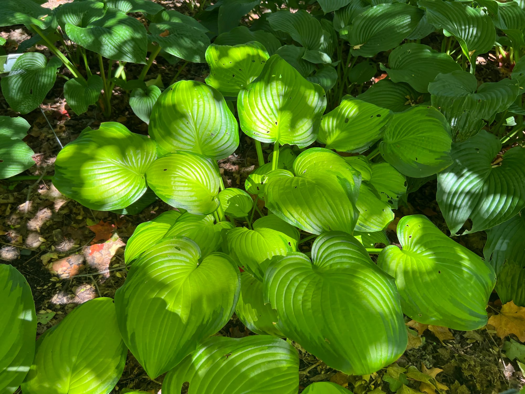 Guacamole Hosta