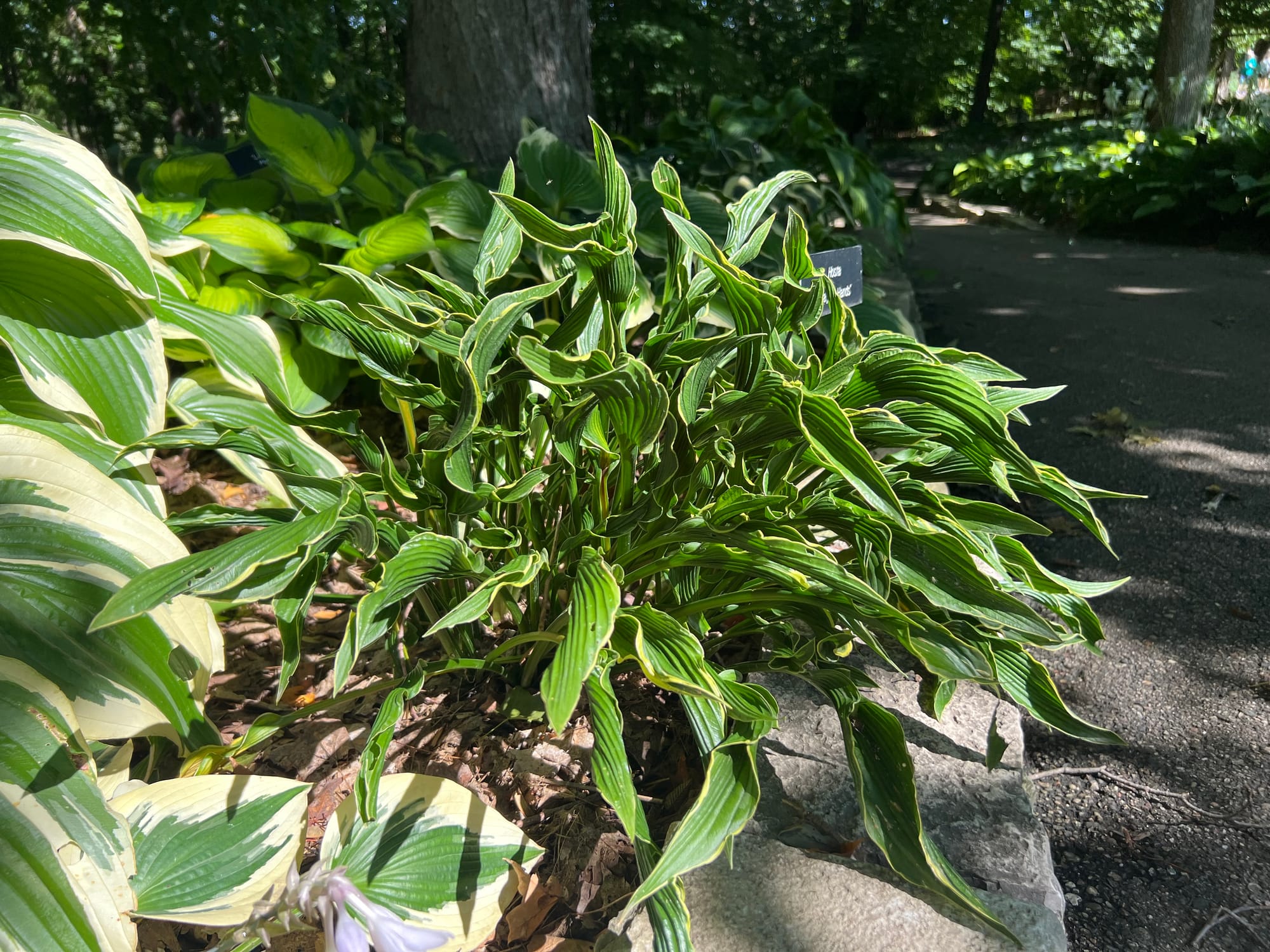 Praying Hands Hosta