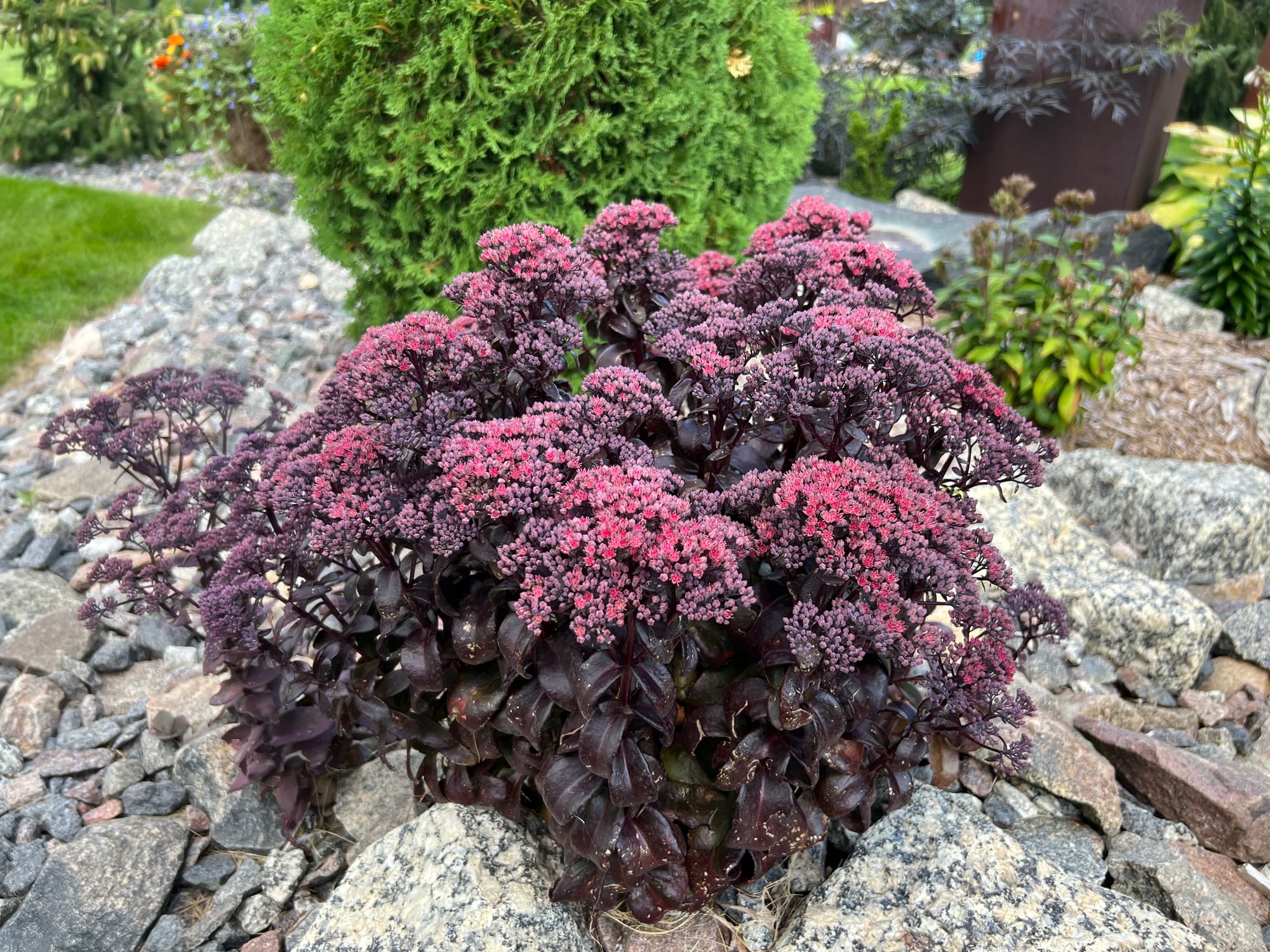 Dark Magic Sedum, Sedum ‘Dark Magic’