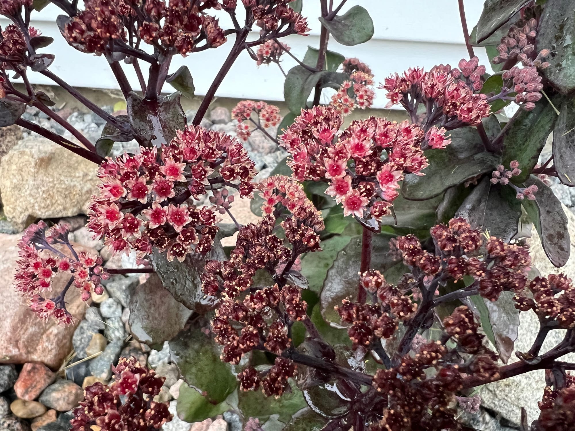 Back In Black Sedum, Sedum ‘Back in Black’