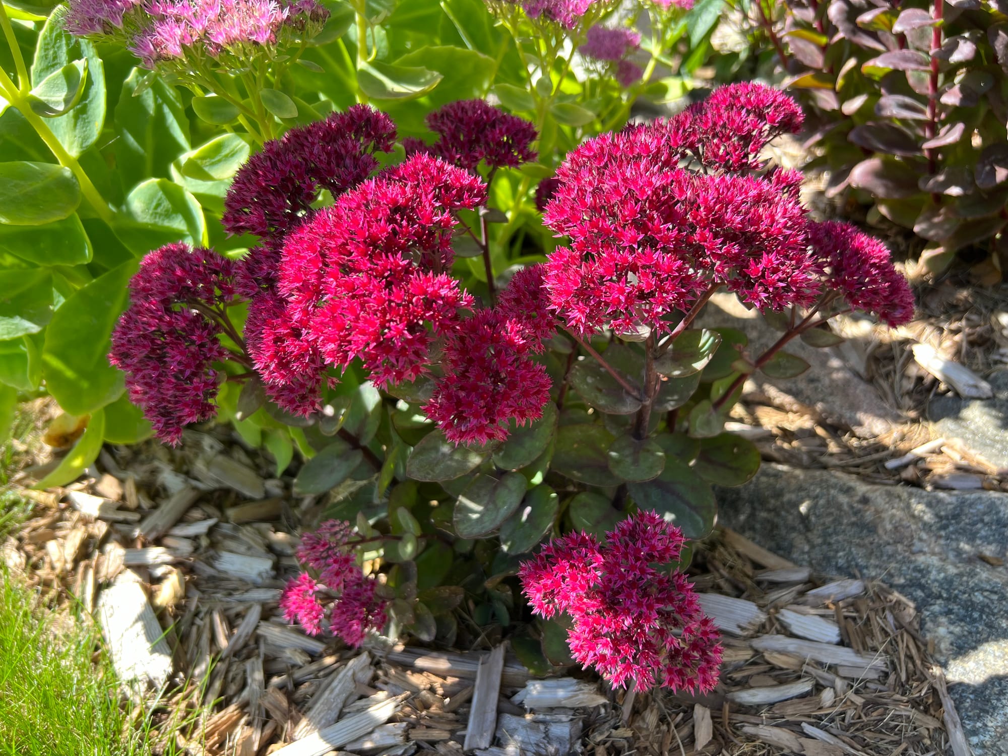 Dynomite Sedum, Sedum ‘Dynomite’