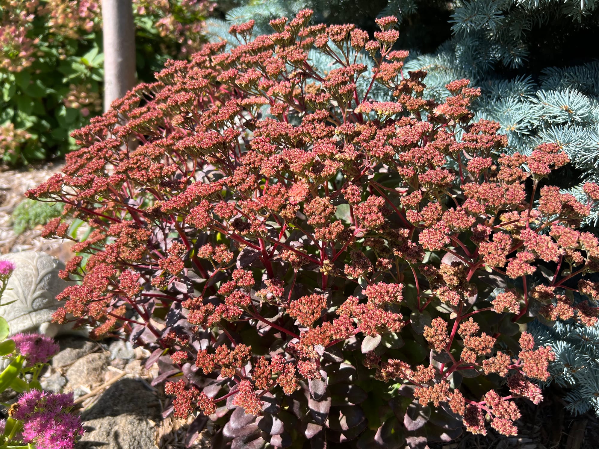 Conga Line Sedum, Sedum telephium, ‘Conga Line’