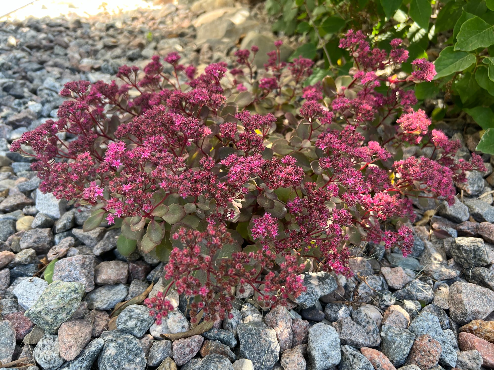 Dazzleberry Sedum, Sedum ‘Dazzleberry’