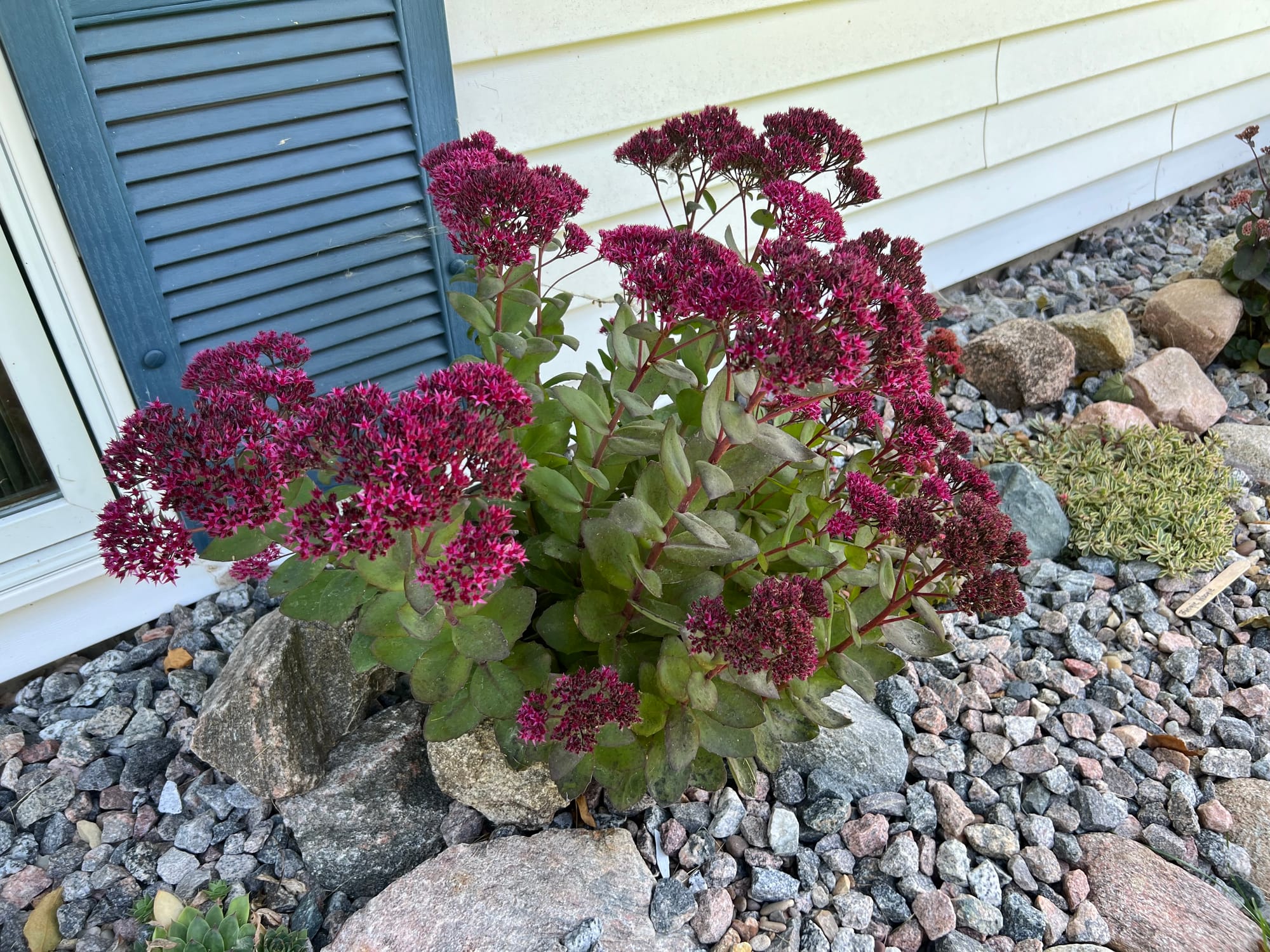 Thunder Head Sedum, Sedum ‘Thunderhead’