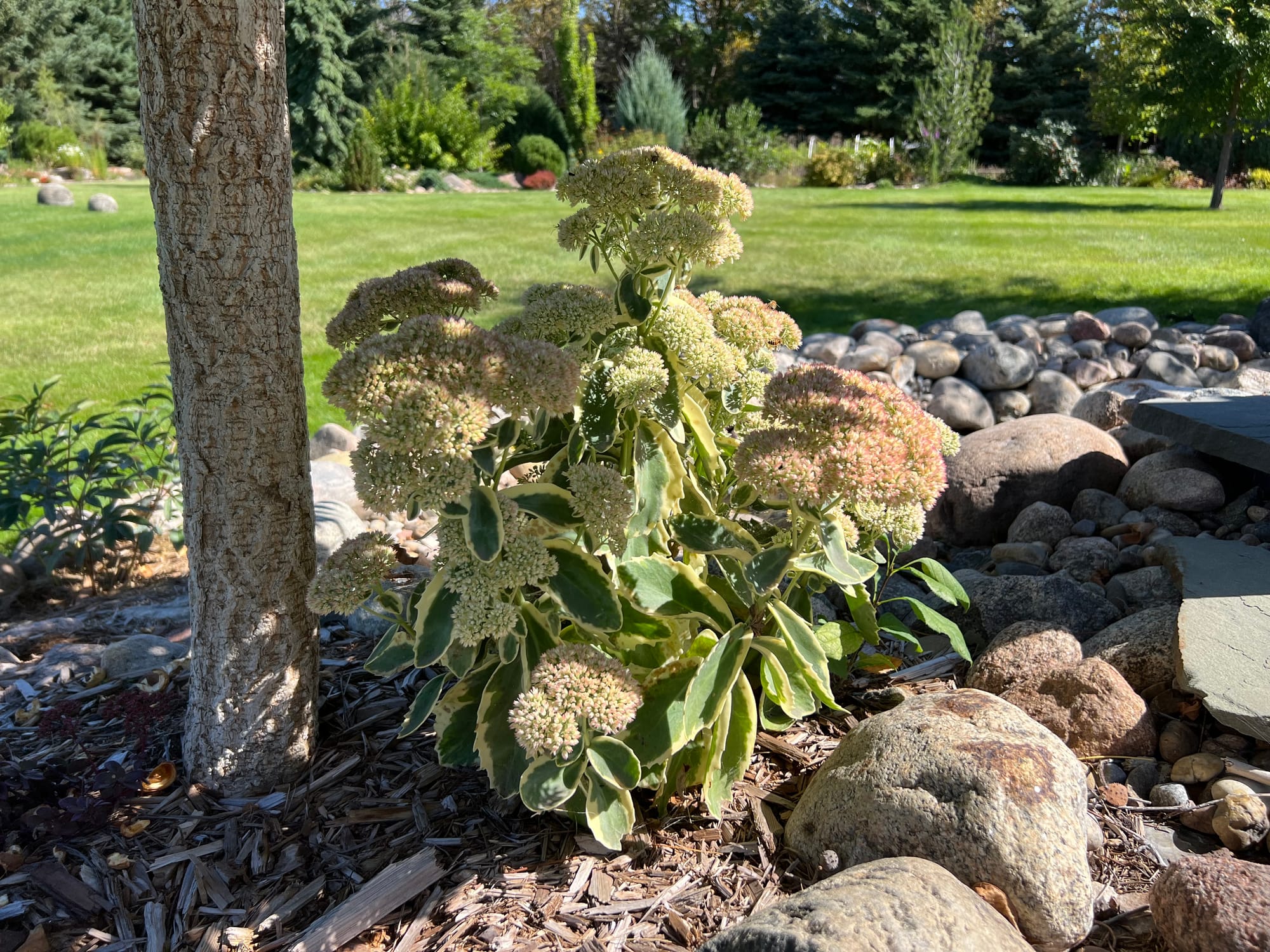 Autumn Charm Sedum, Sedum telephium ‘Lajos’