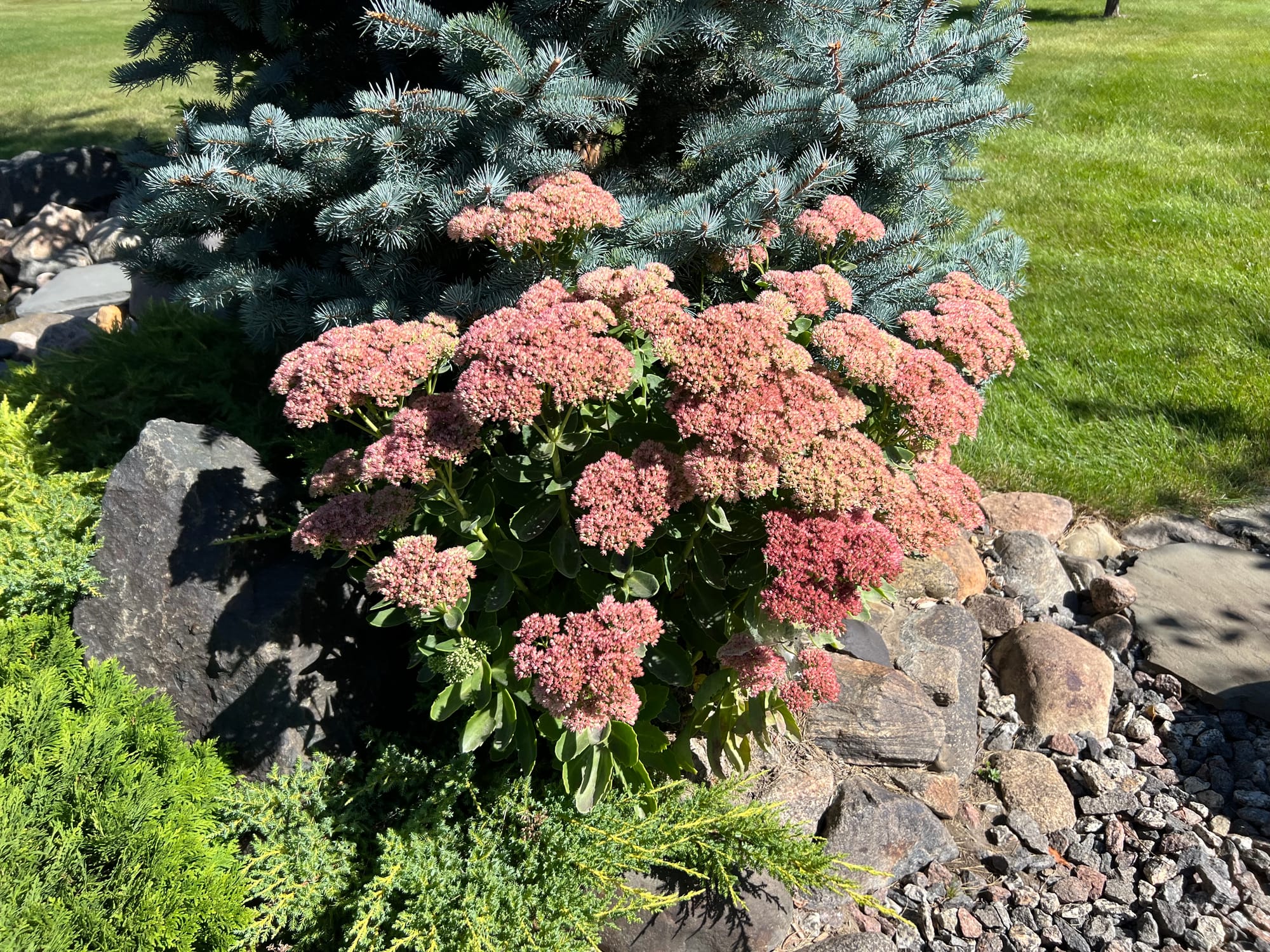 Autumn Joy Sedum, Sedum spectabile ‘Autumn Joy’