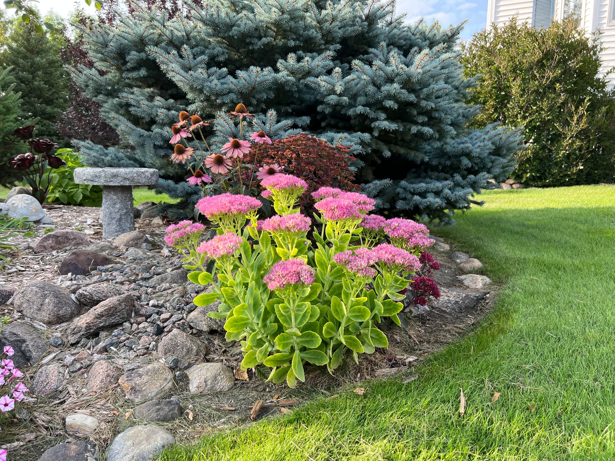 Neon Sedum, Sedum spectabile ‘Neon’