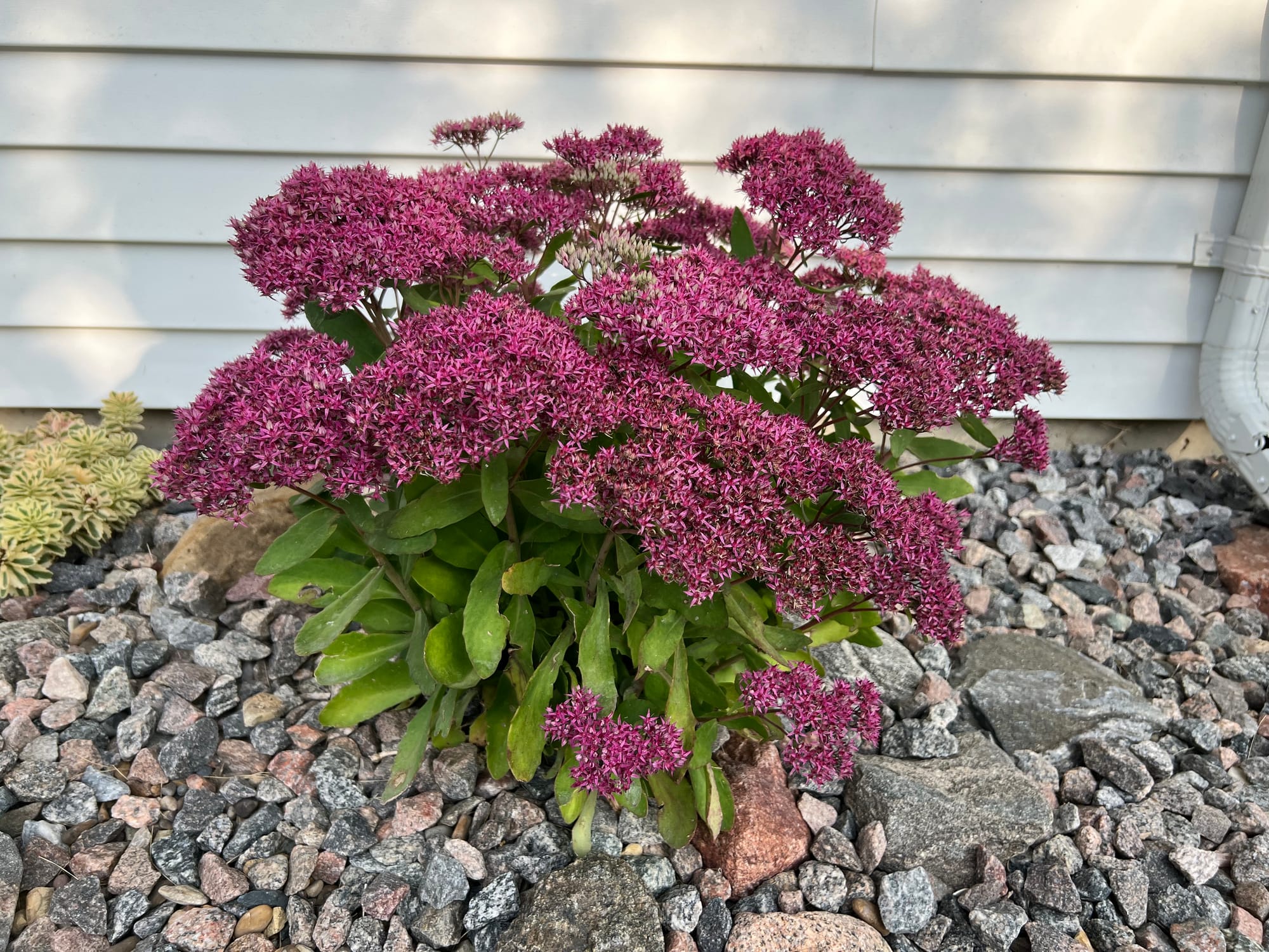 Autumn Fire Sedum, Sedum ‘Autumn Fire’