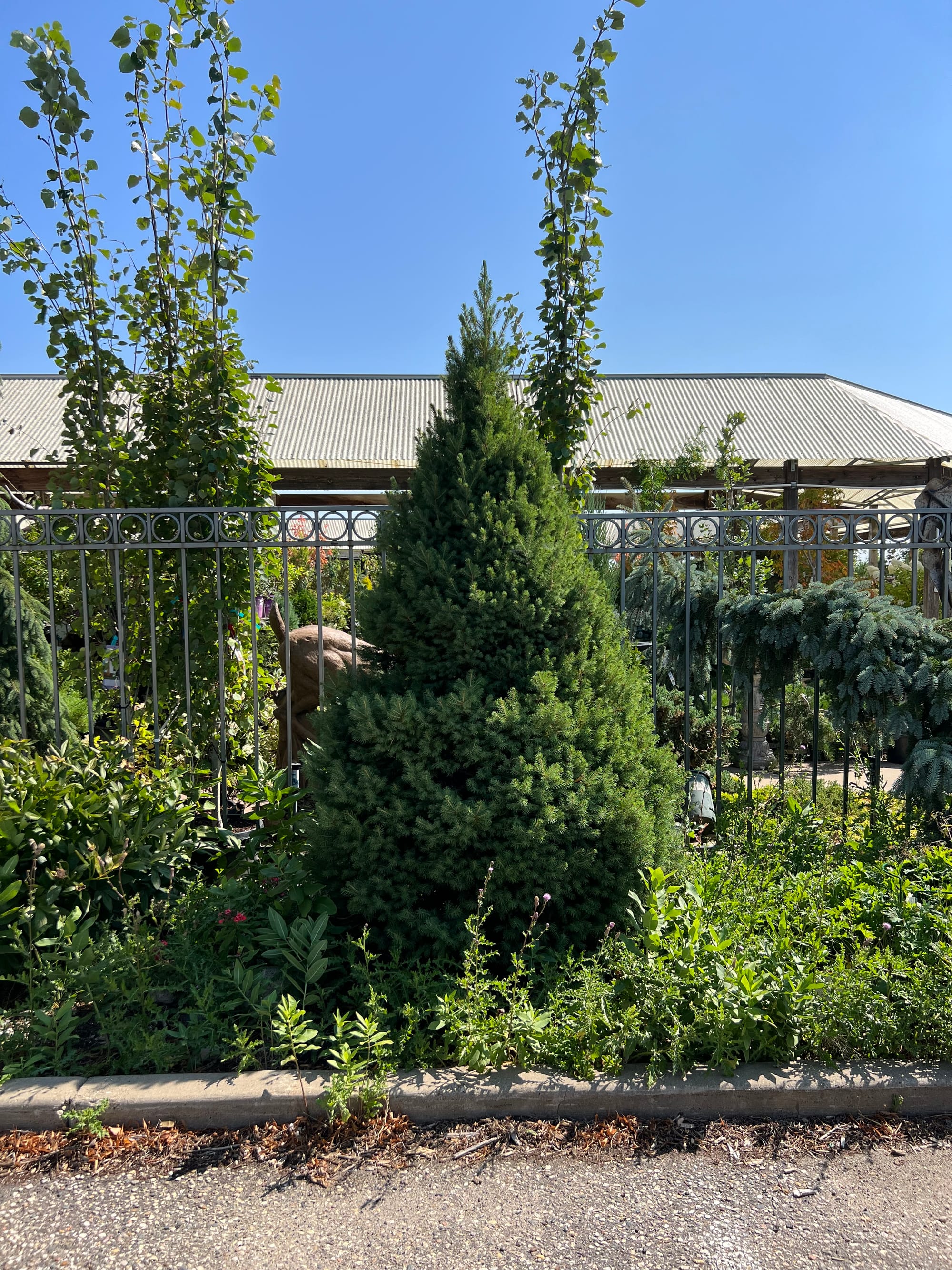 Big Berta White Spruce, Picea glauca 'Big Berta'