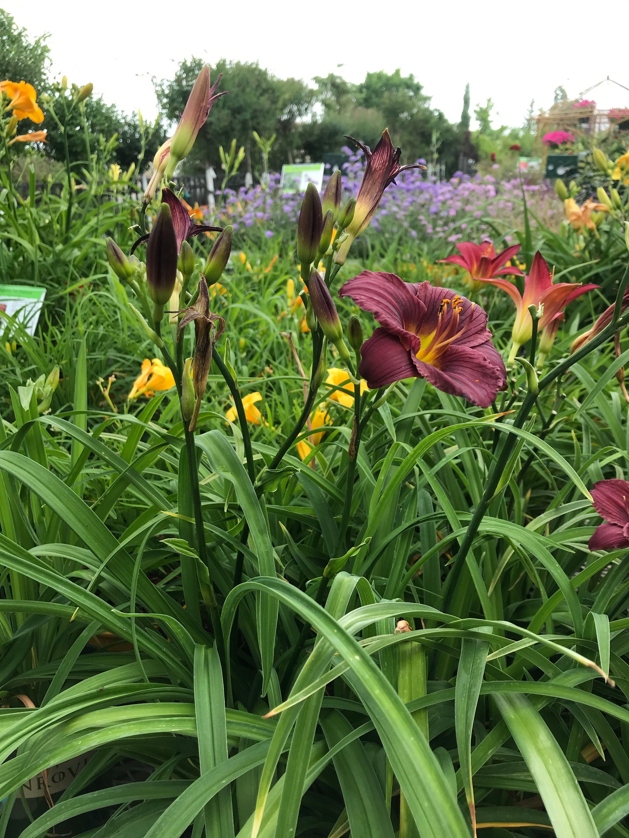 Daylily Spring Clean Up | Garden Hike