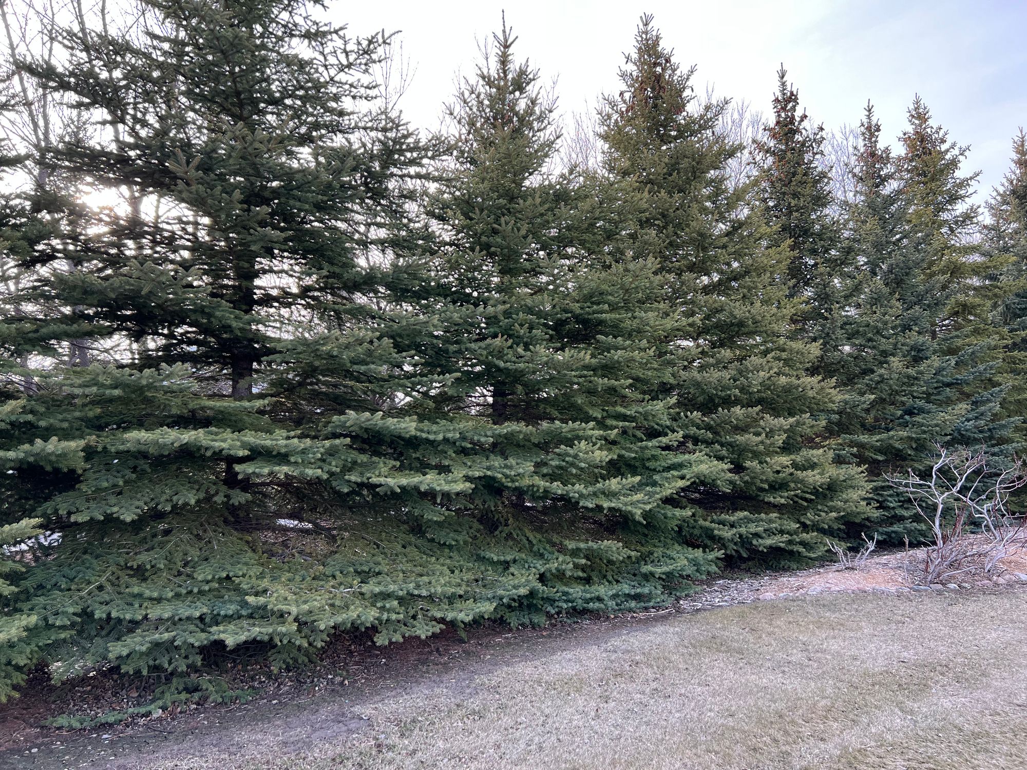 Cytospora Canker on Colorado Spruce.  Early Symptoms Examined