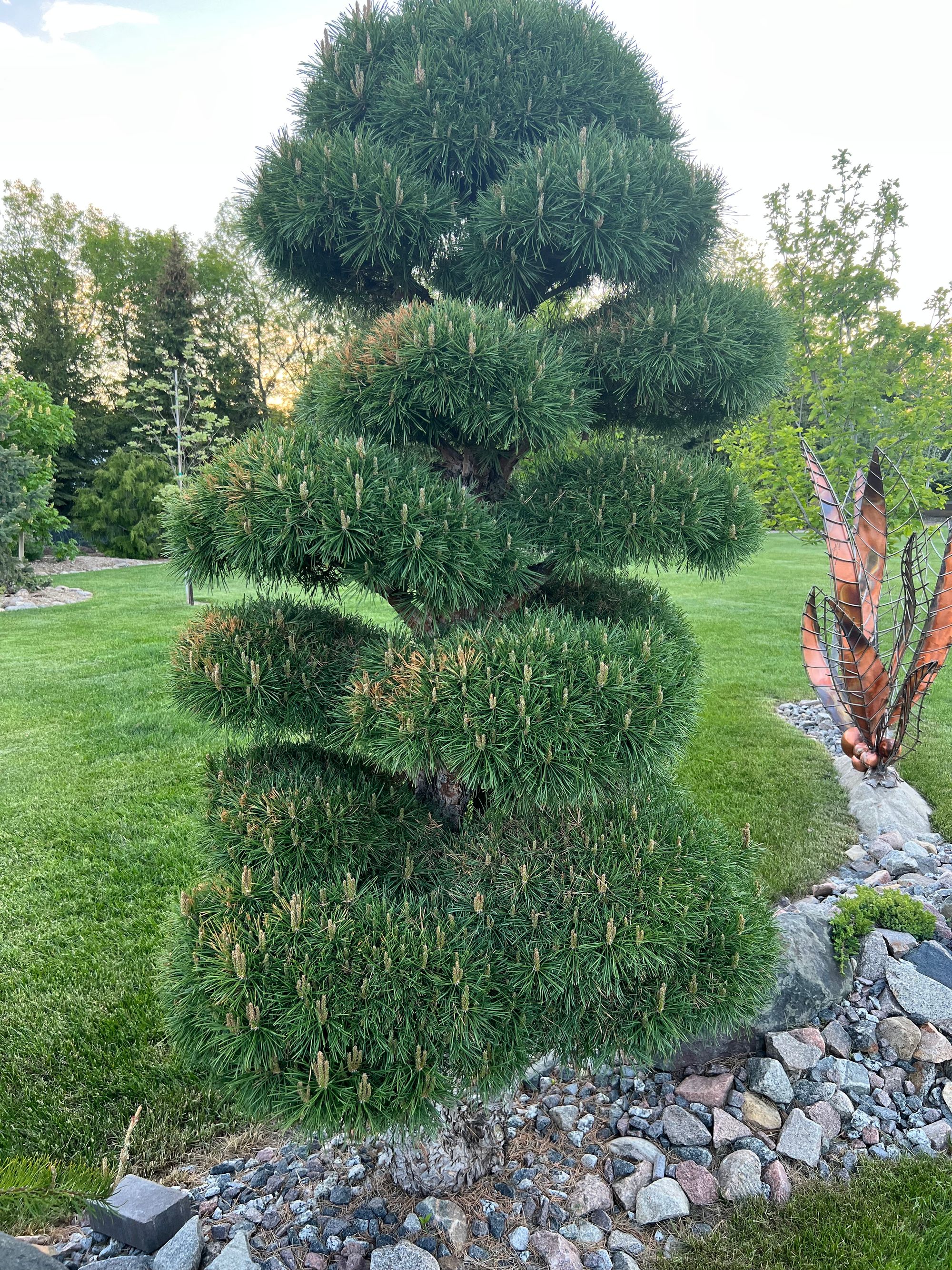 Dwarf Compressed Scotch Pine, Pinus sylvestris ‘Glauca Nana’