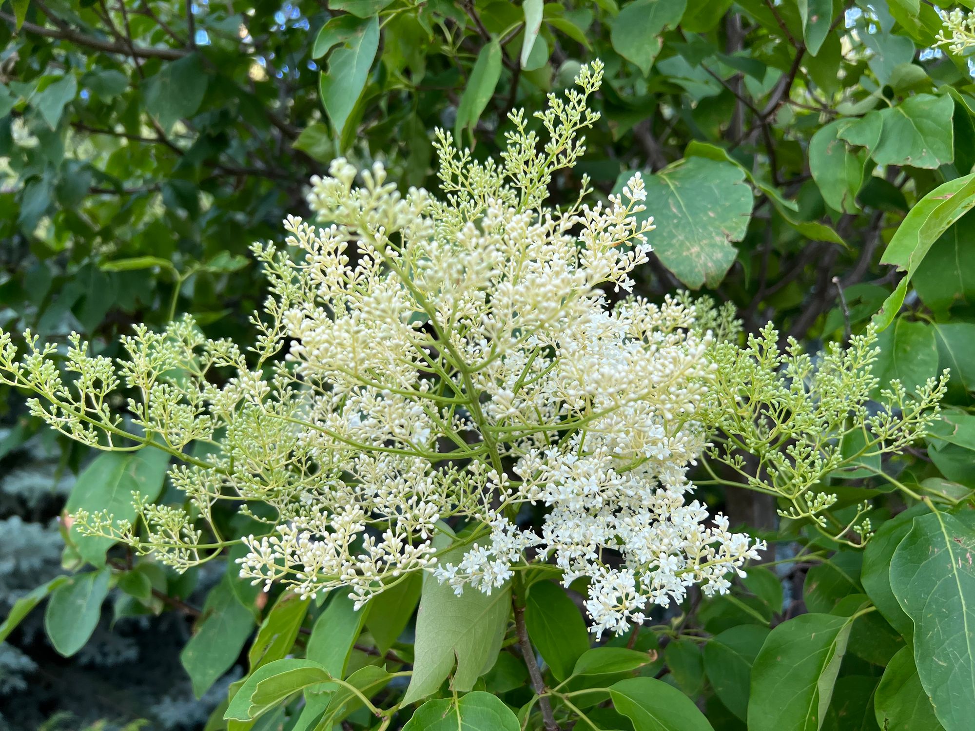 Japanese Tree Lilac: Snowdance, Ivory Silk and Copper Curls