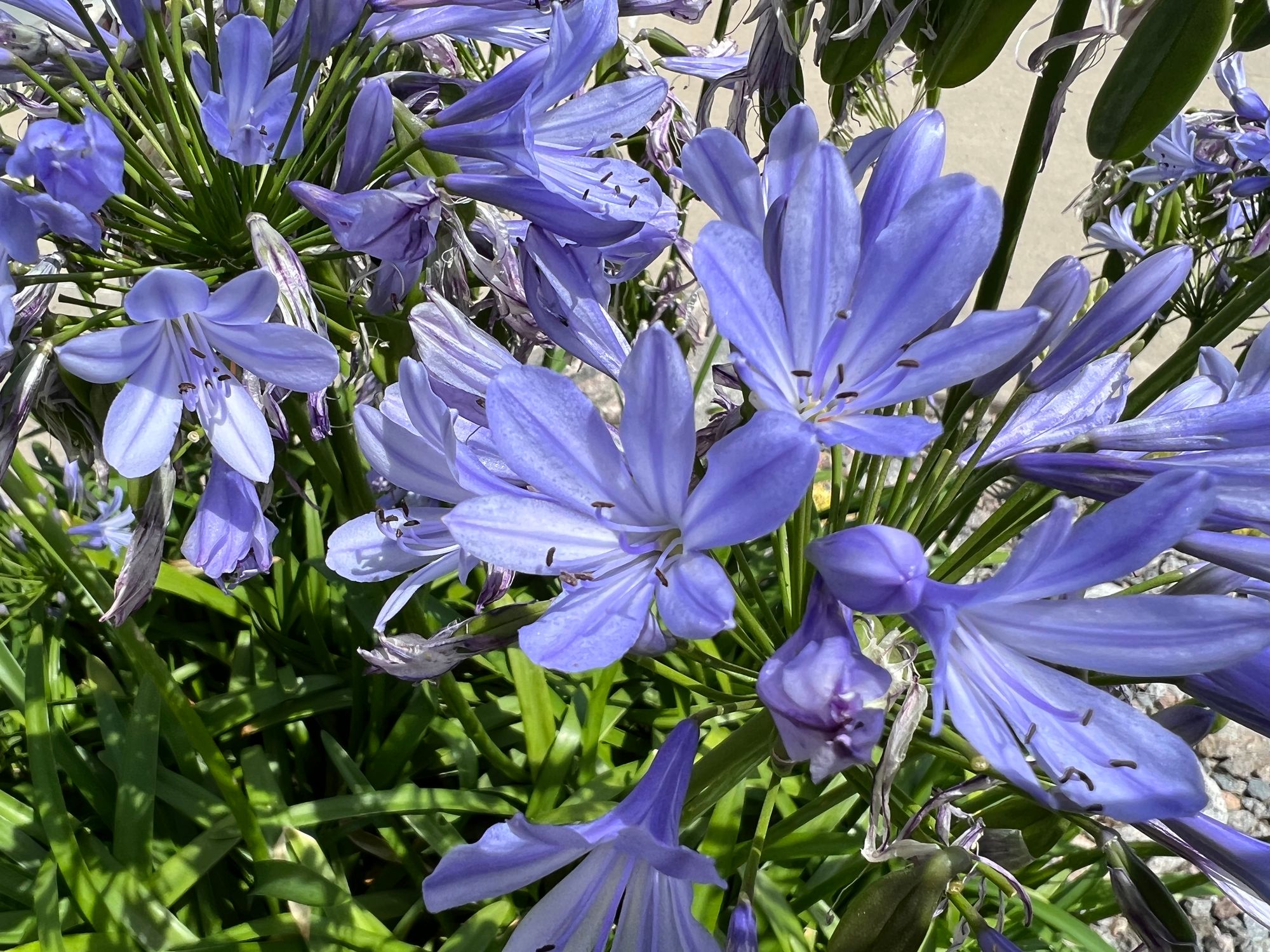 Agapanthus (Lily of the Nile): Showy in Planters, Great for Cut Flowers and Mass Plantings