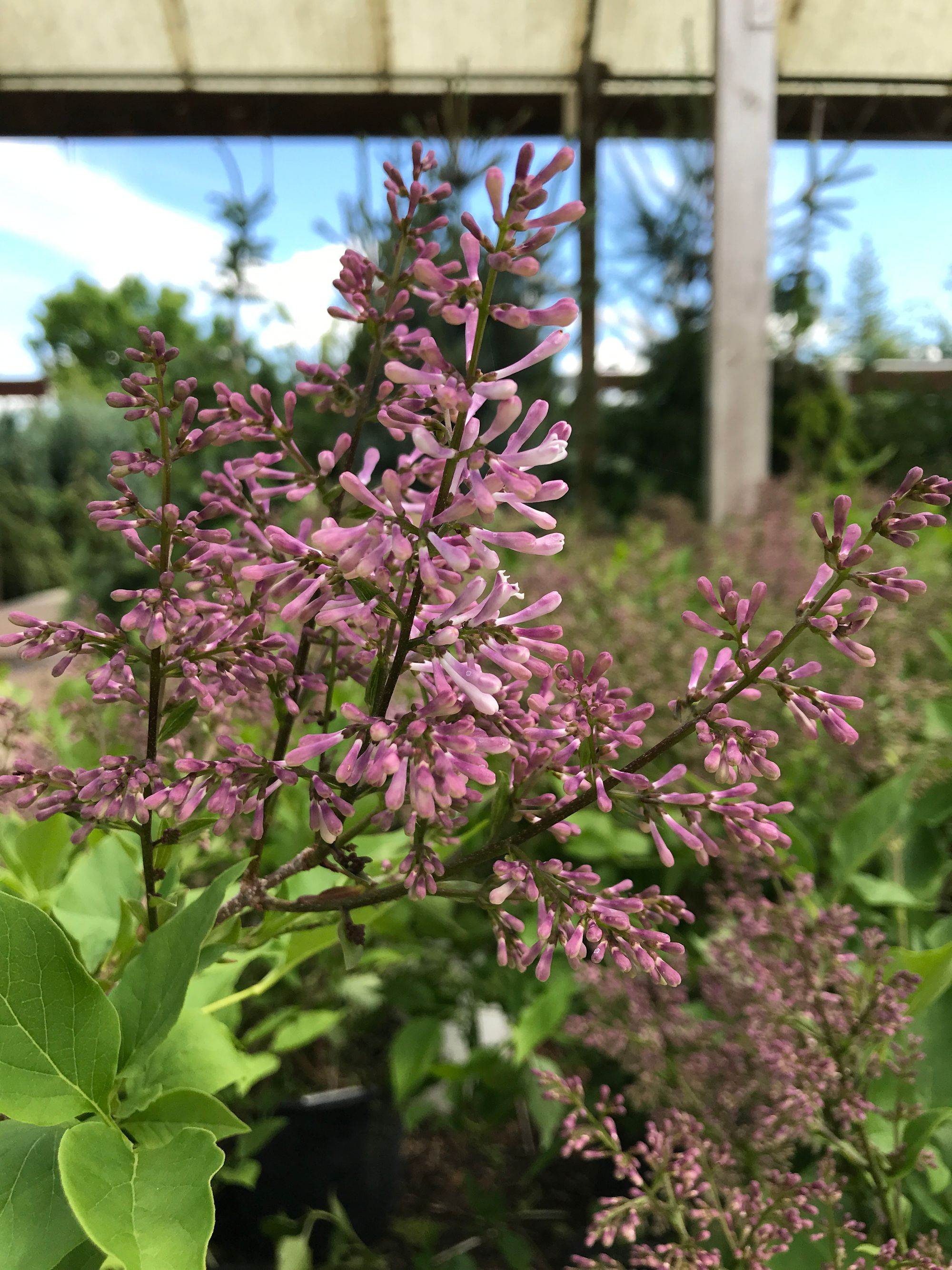 Three Great Lilacs for Your Garden: Miss Kim, Bloomerang and Dwarf Korean