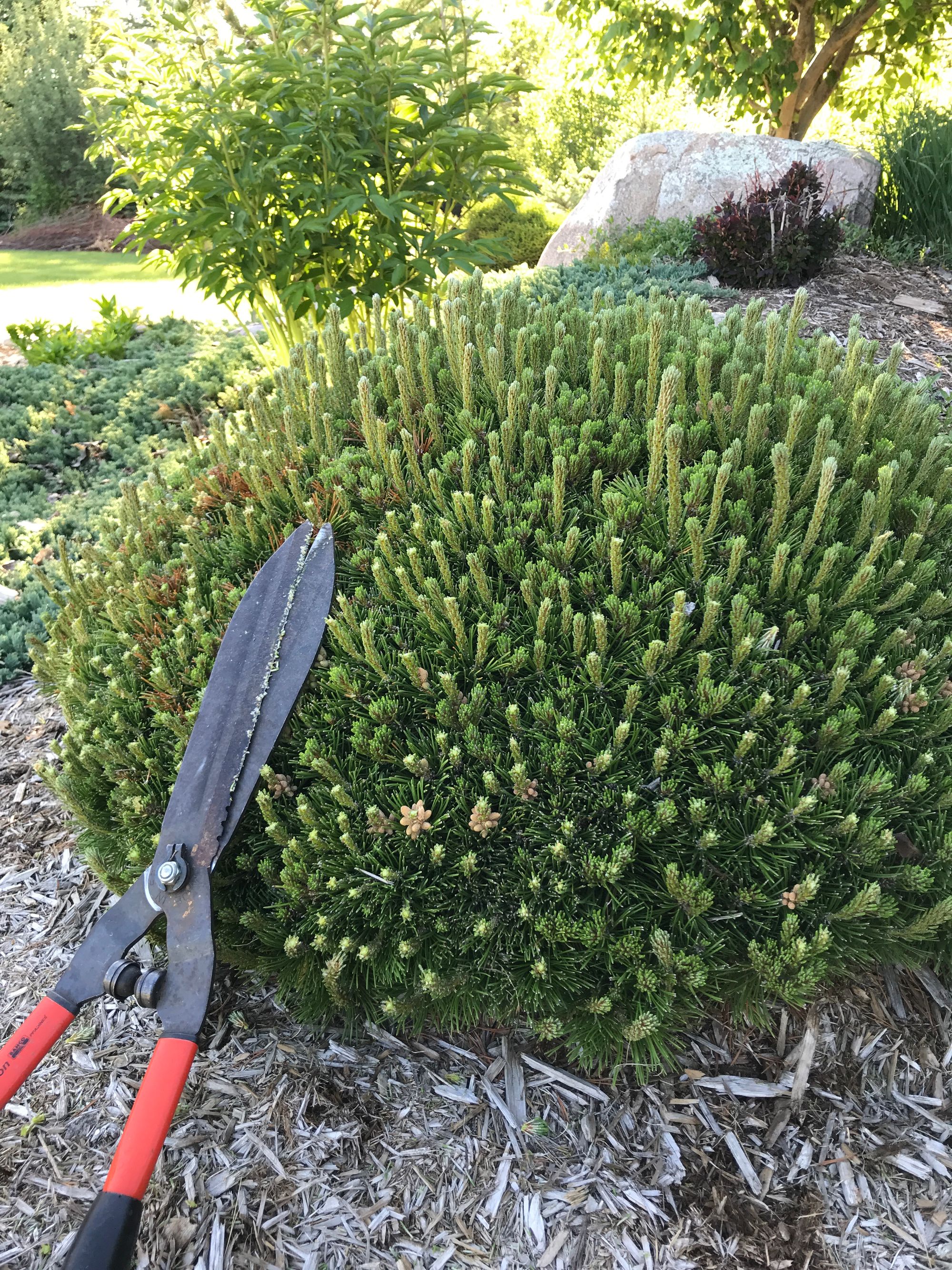 Mugo Pine: Keep it Small or Let it Grow
