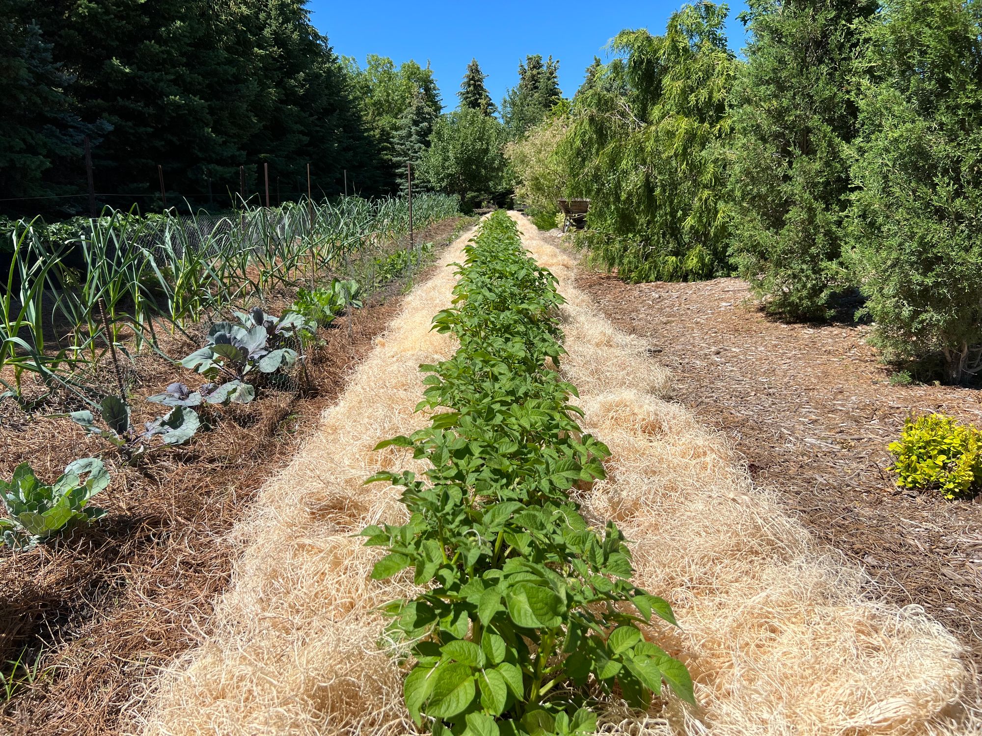 Planting Potatoes: Soil Preparation, Fertilizing, Varieties and Planting Depth