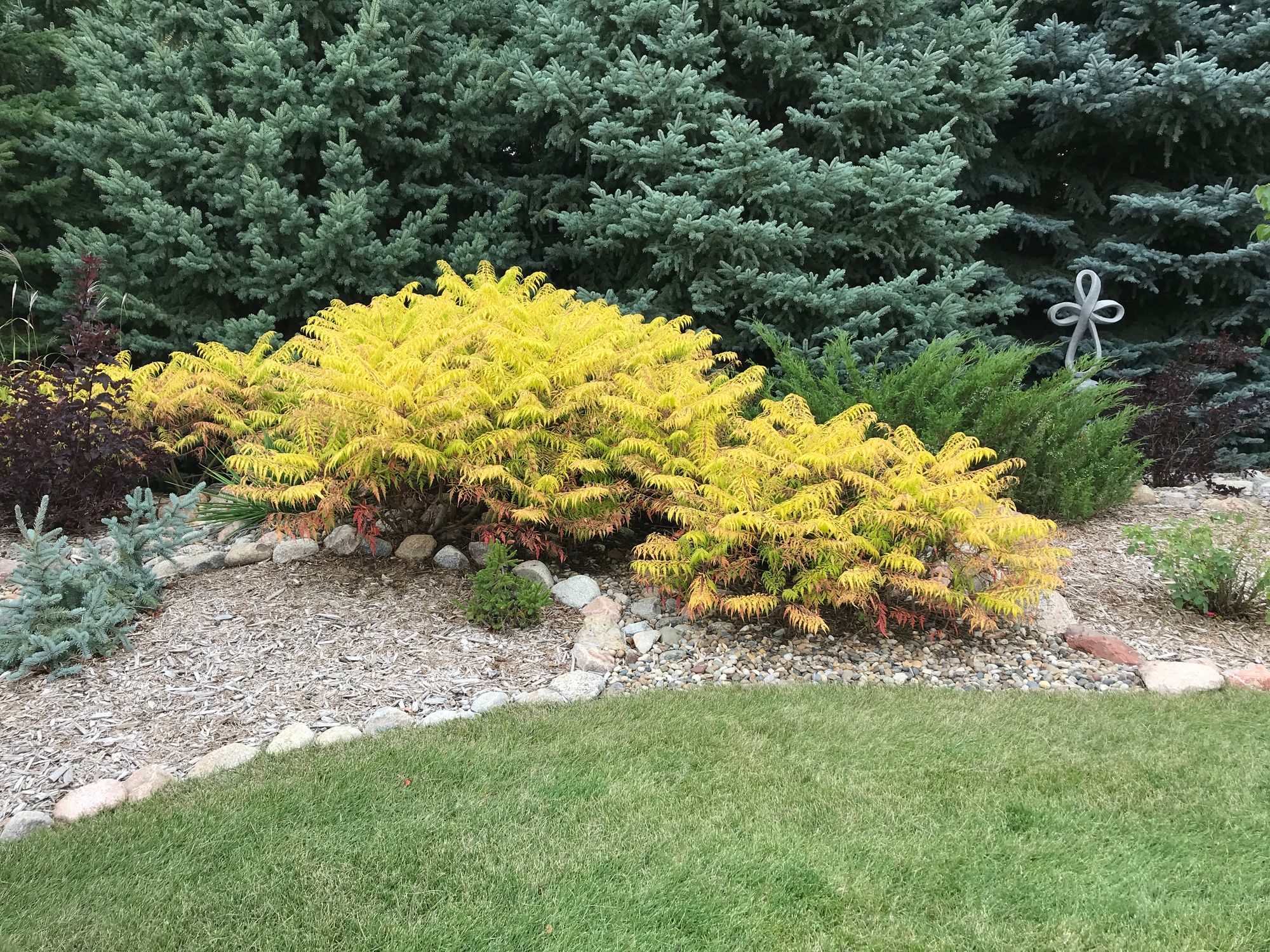 Tiger Eyes Sumac: Great for Naturalizing, Drought Tolerant and Showy Leaf Color