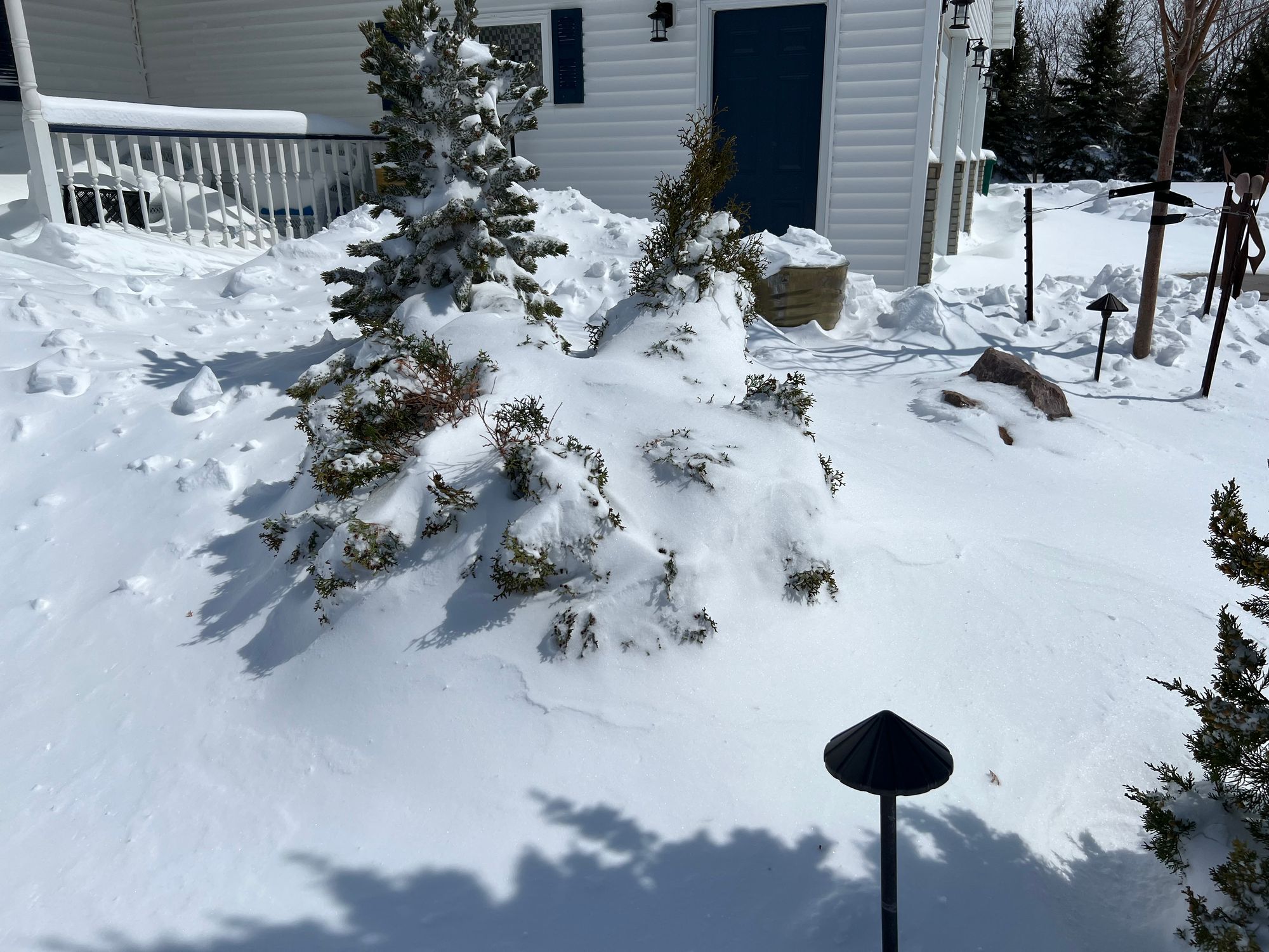 Heavy Snow on Arborvitaes Part II