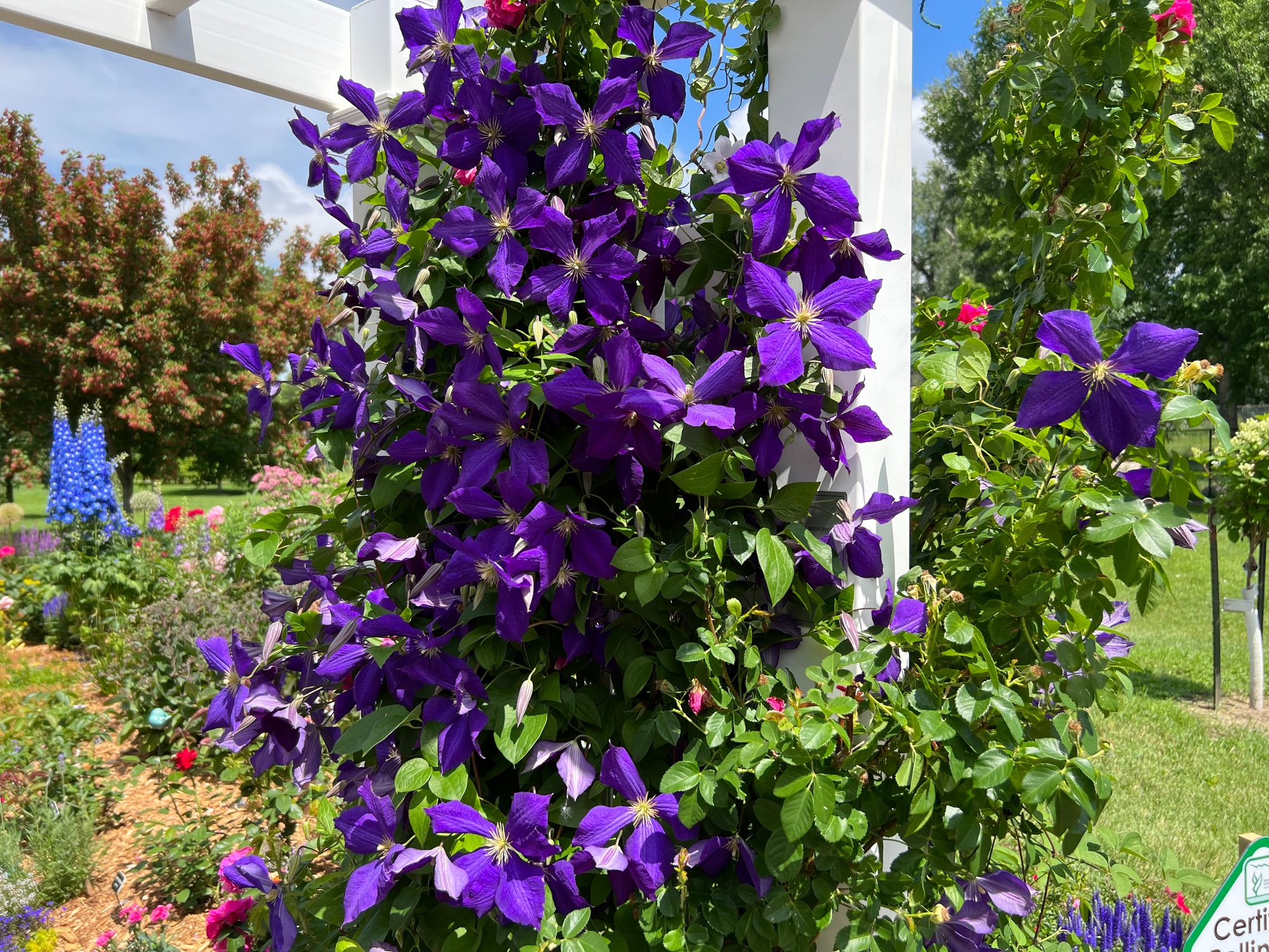Planting A Clematis: Finding the Right Location