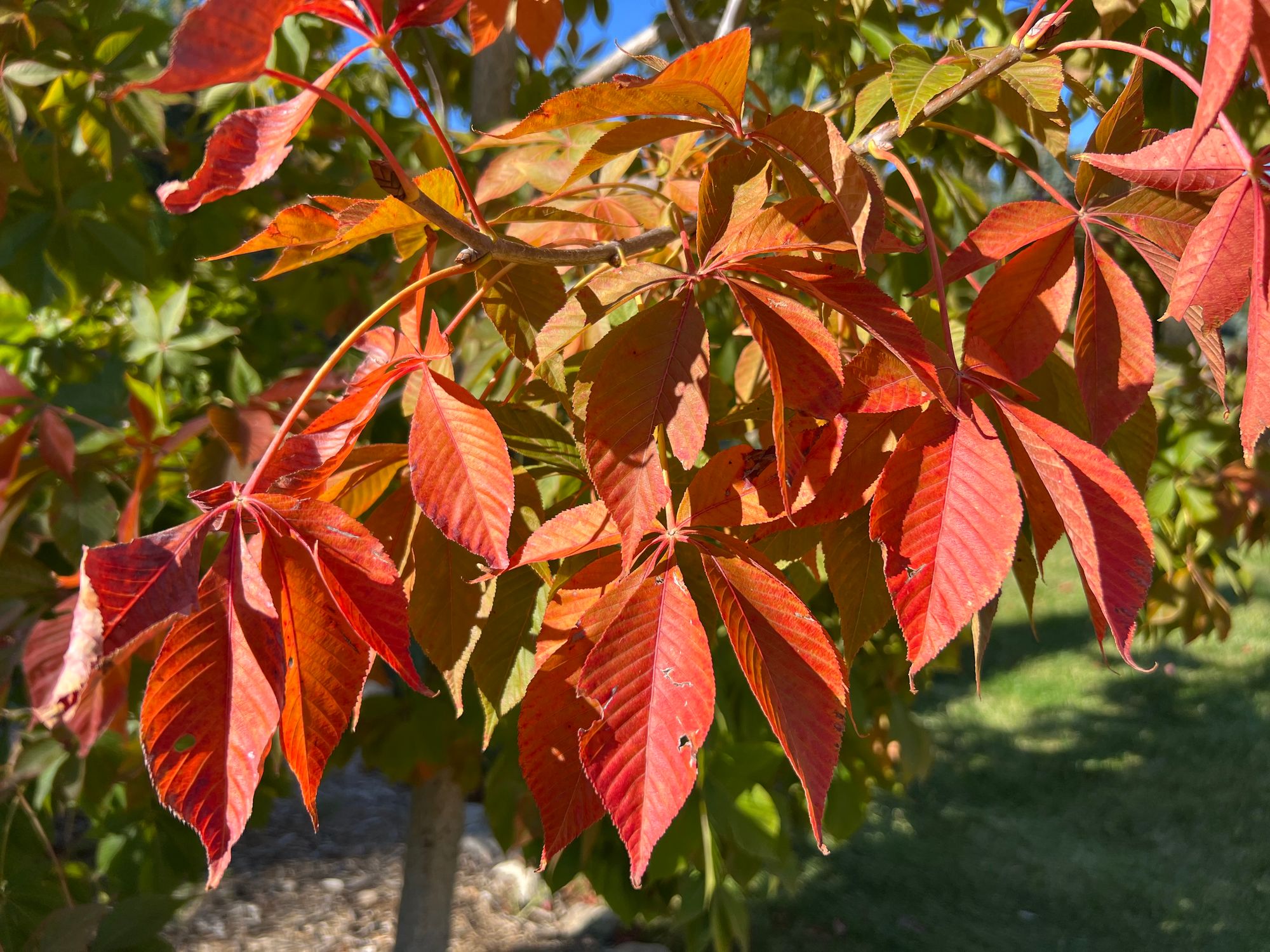 Early Fall Color and Showy Fruit: Check Out These Favorite Small Trees and Shrubs