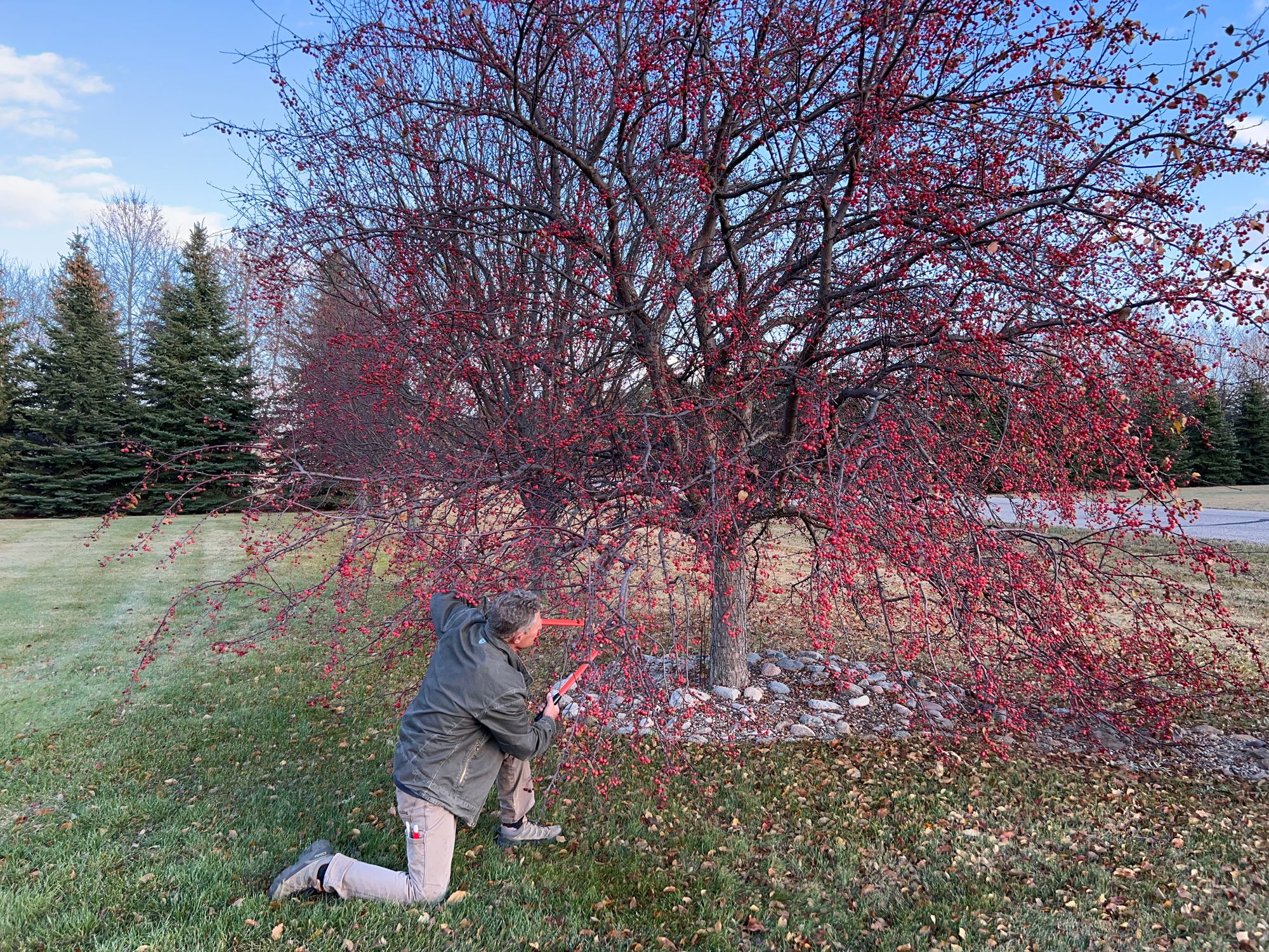Red Splendor Flowering Crabapple: Is It Time to Prune? Fireblight Considerations