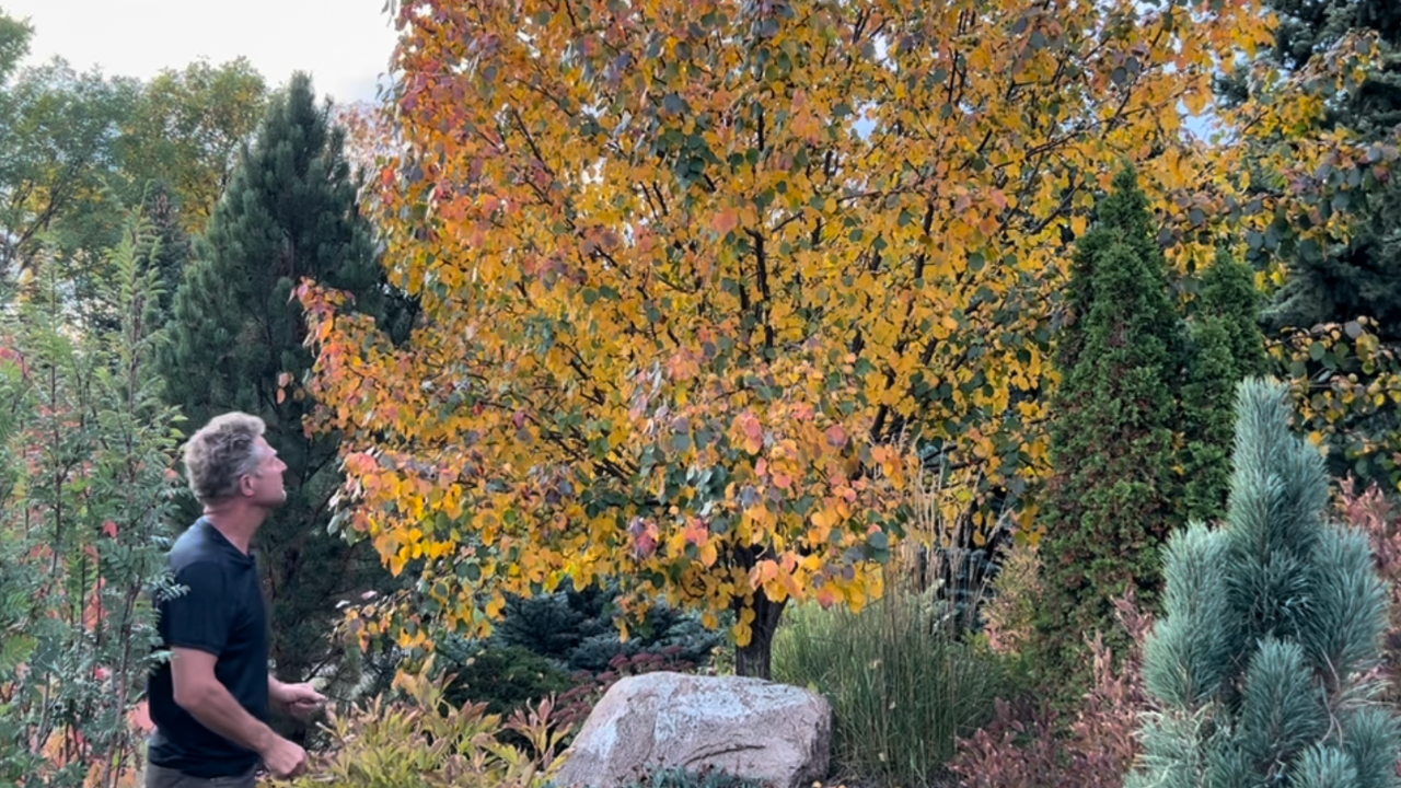 Fall Colors on Pear, Elm and Birch: Will A Hard (Killing) Frost Hurt My Trees and Shrubs?